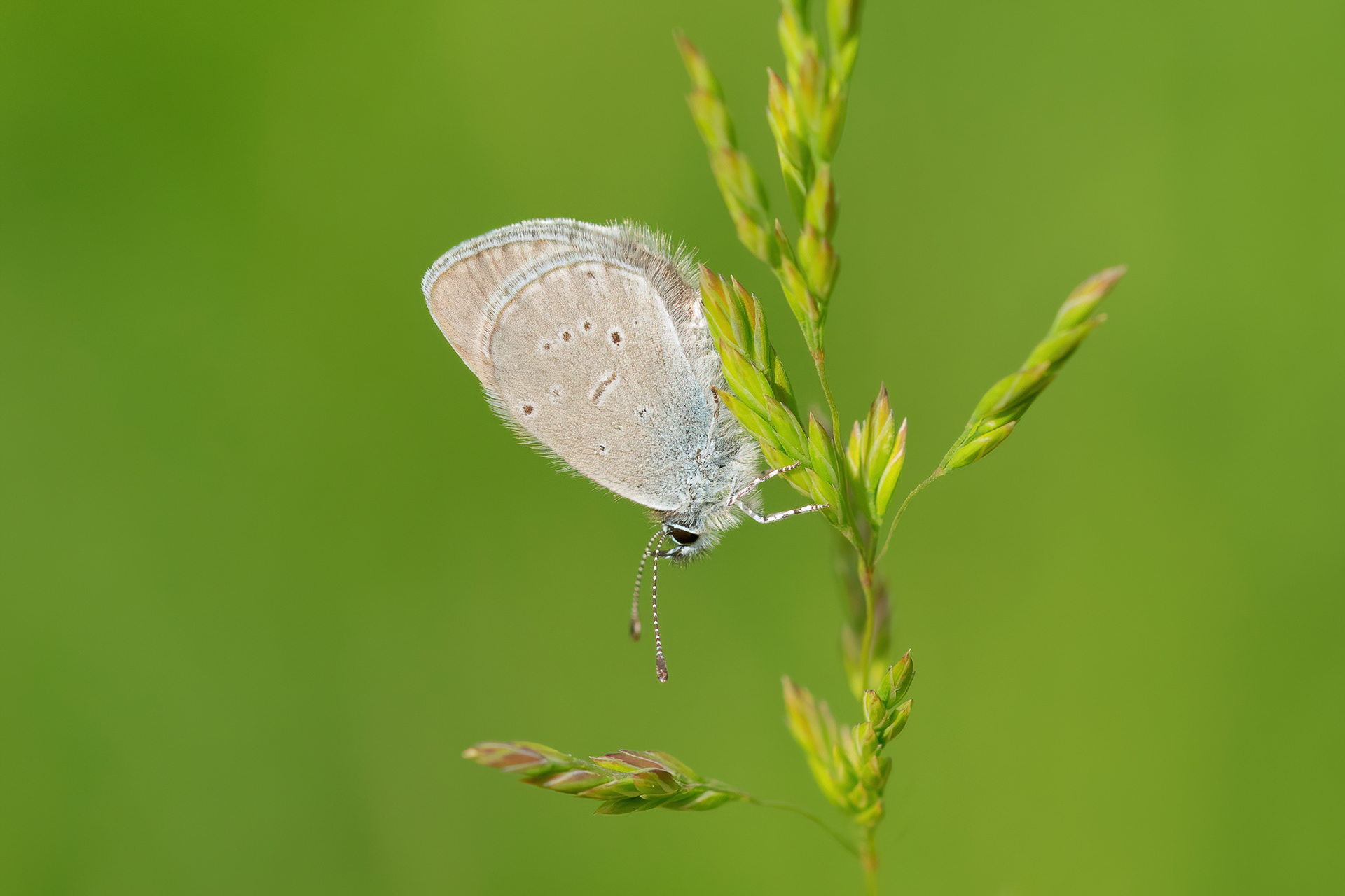 Small Blue - Hutchingson's Bank