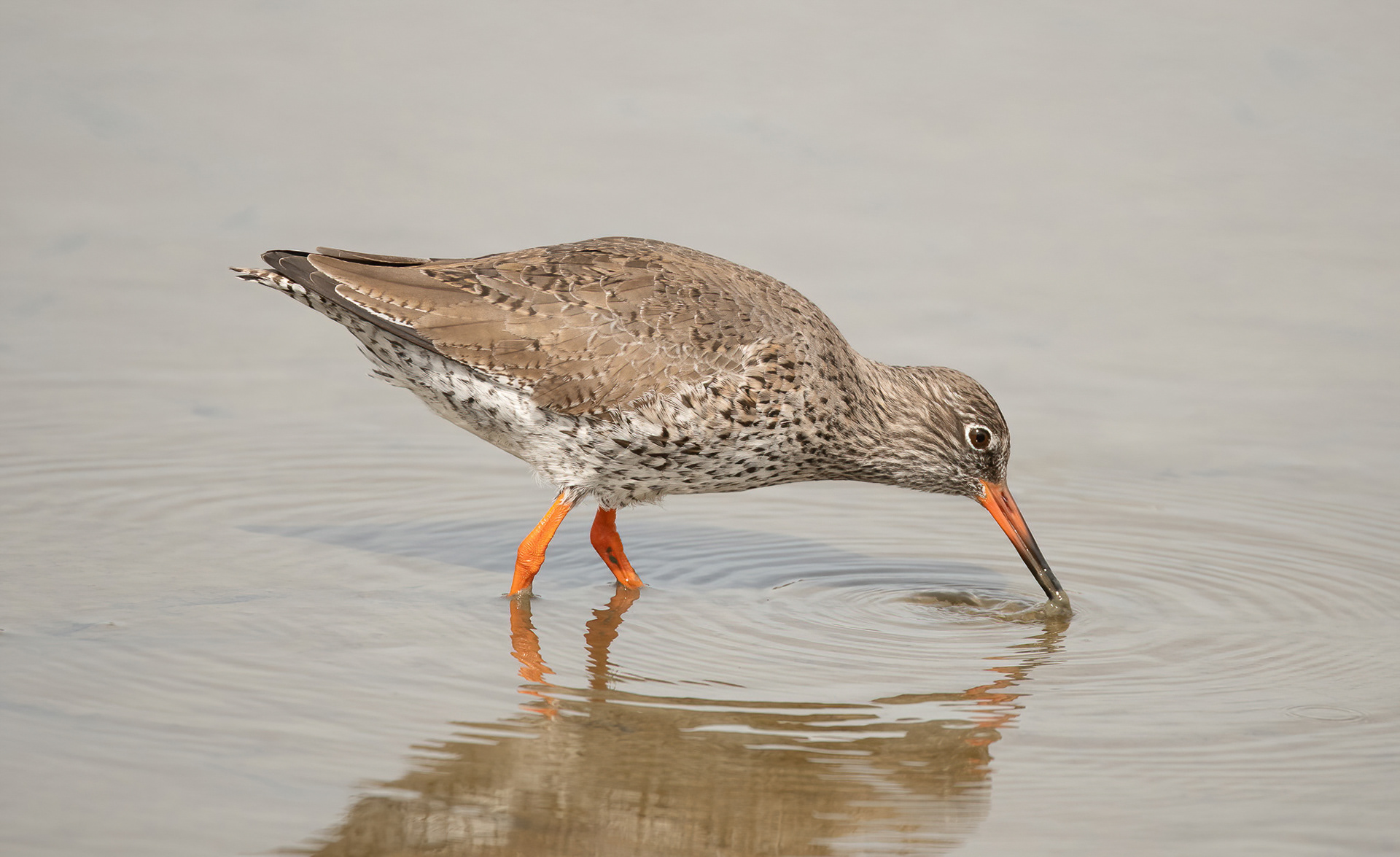 Redshank - Brownsea Island