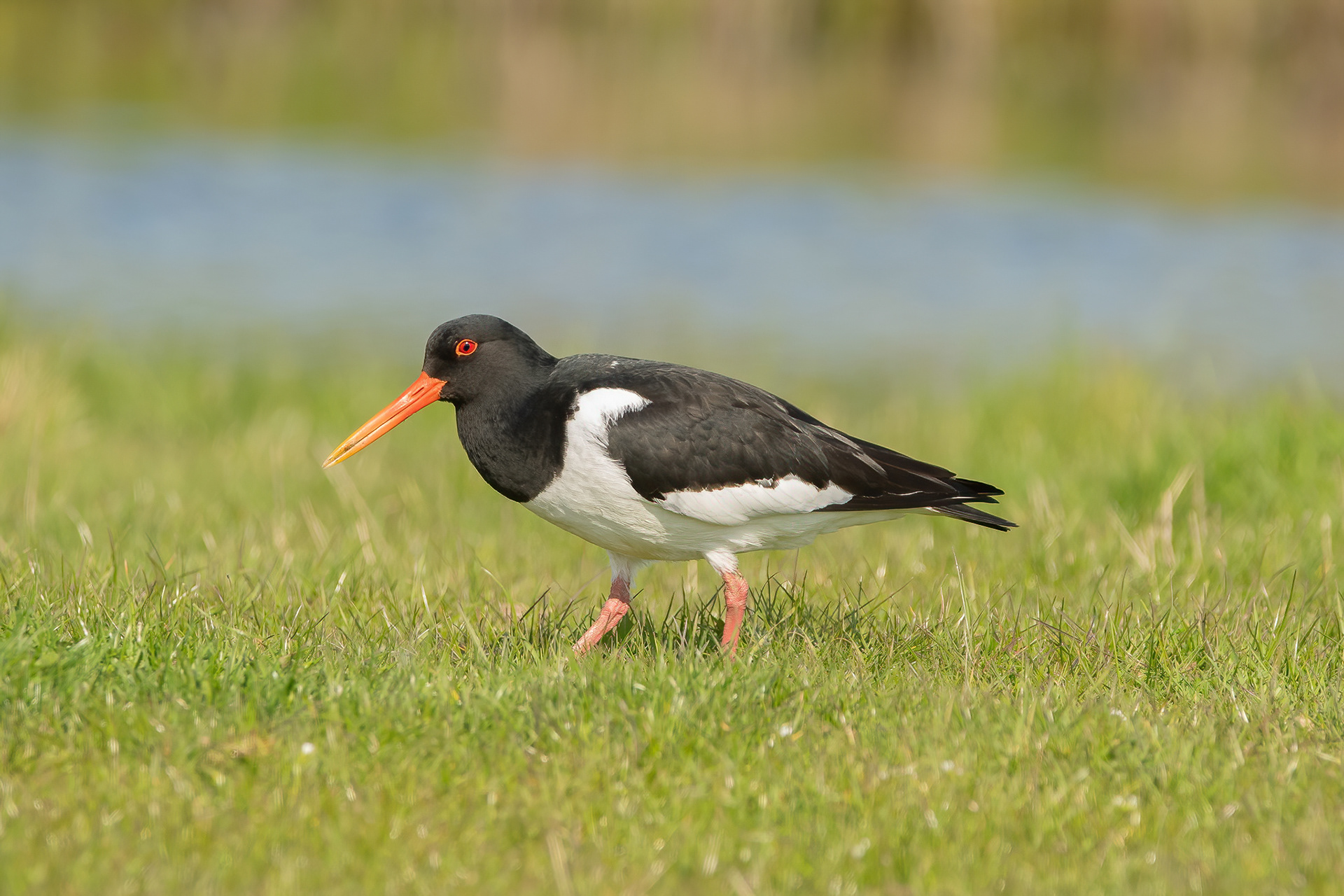 Oystercatcher - Elmley