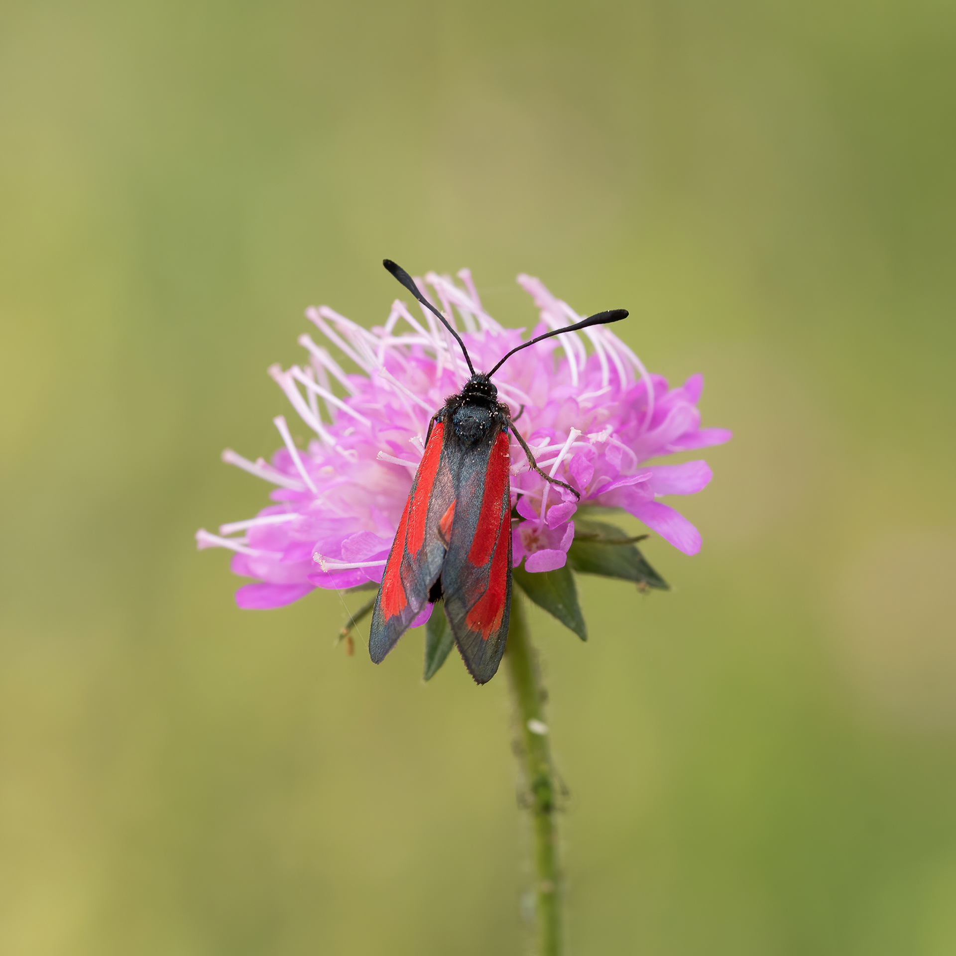 Transparent Burnet Moth  - Italy