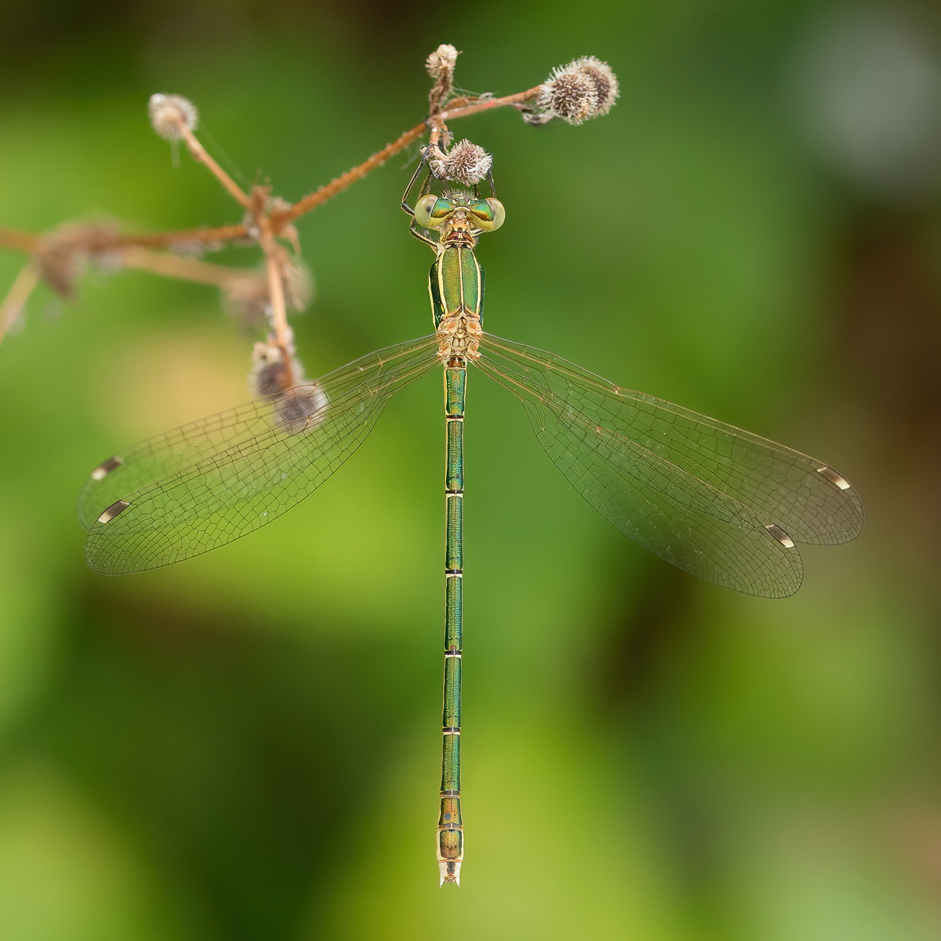 Southern Emerald Damselfly - Cliffe Pools