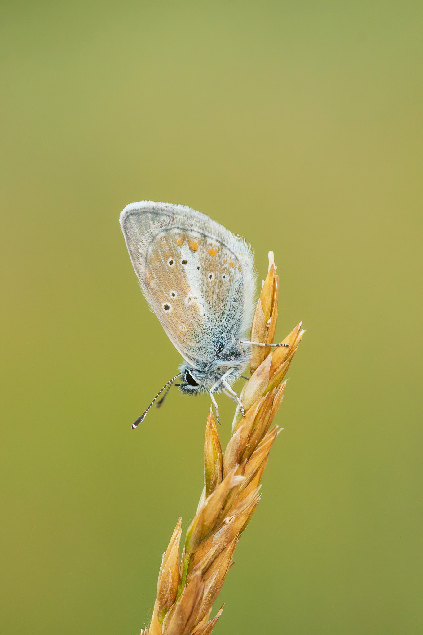 Silvery Argus - France
