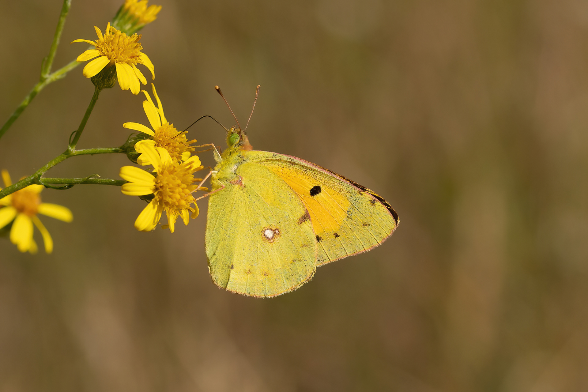 Clouded Yellow - Cliffe Pools