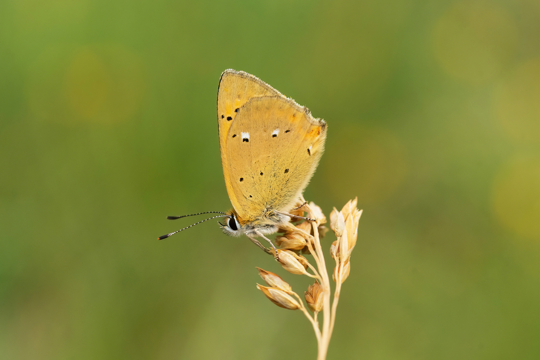 Scarce Copper - France