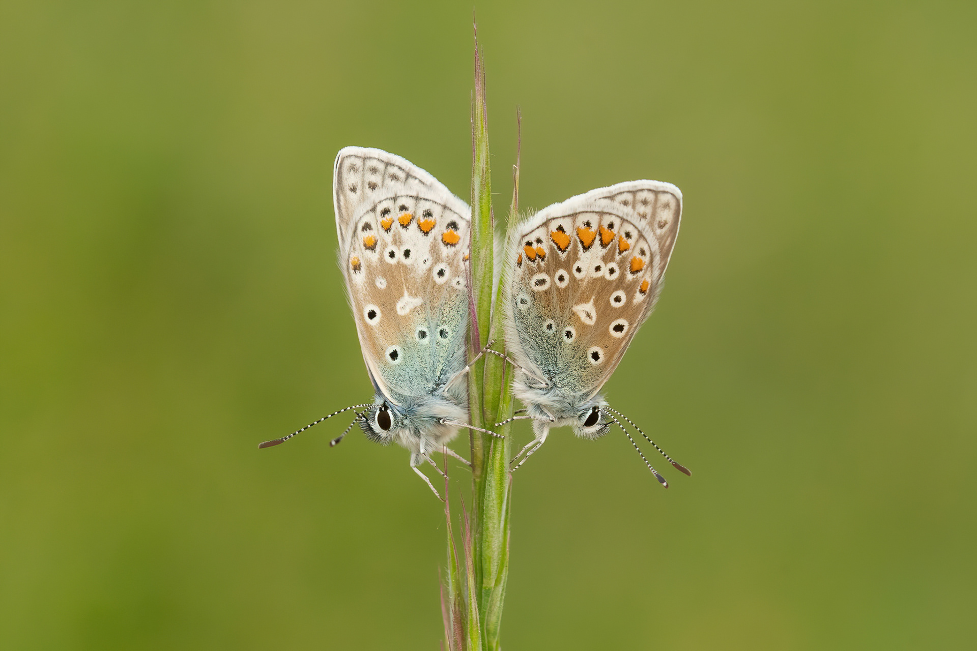 Common Blue - Darland Banks