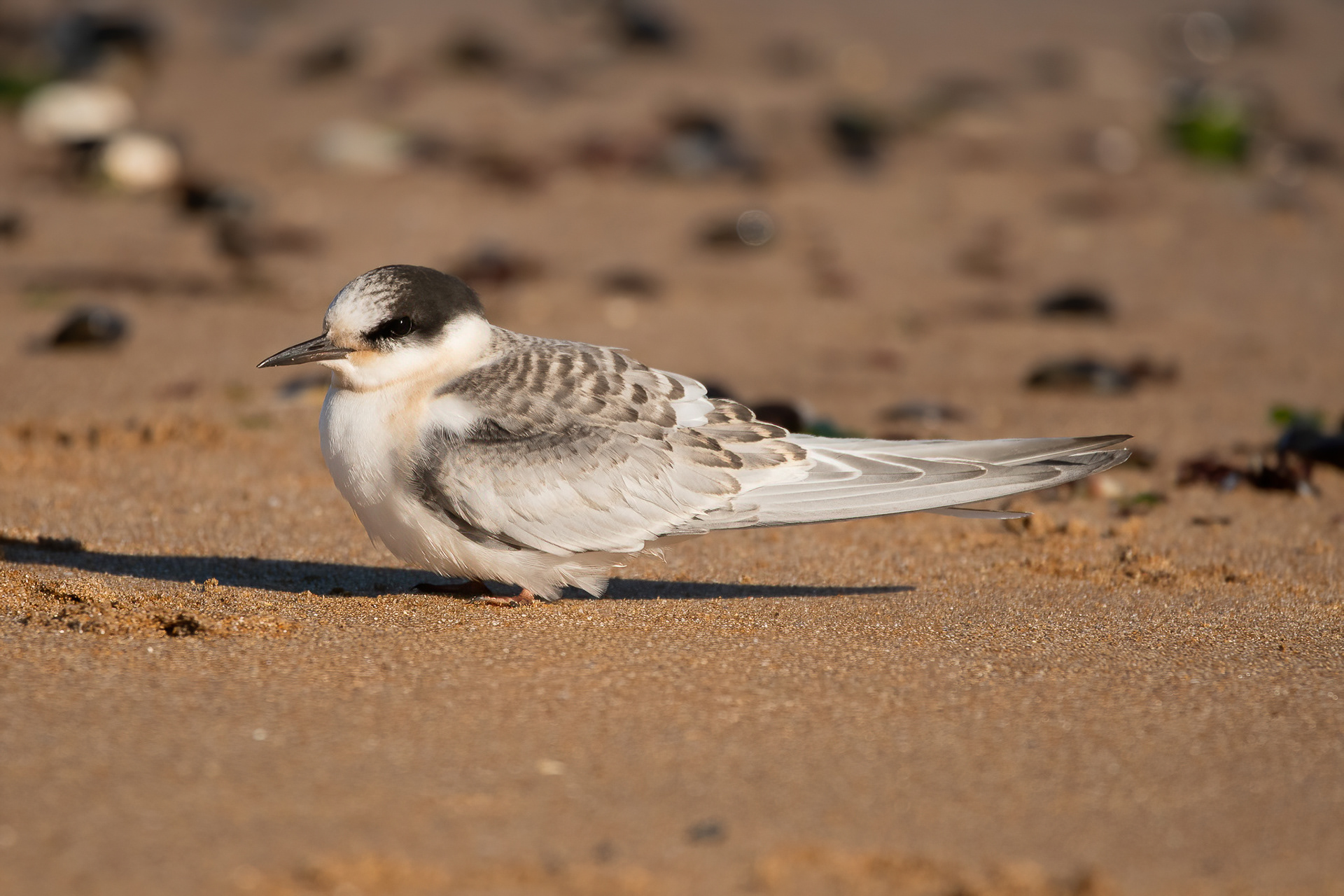 Arctic Tern - Foreness Point