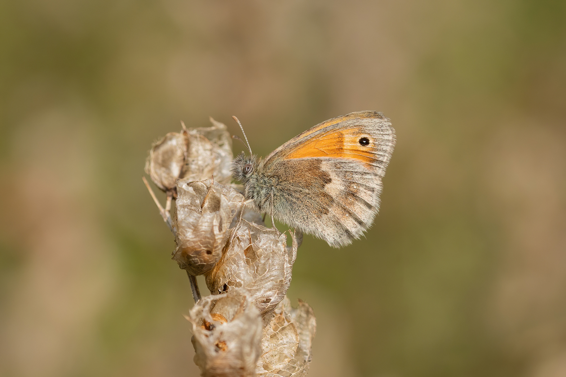Small Heath - Queendown Warren