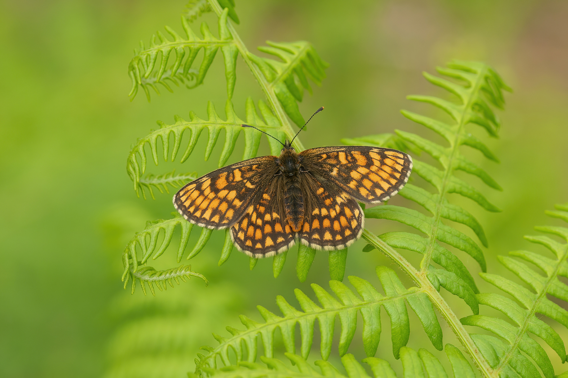 Heath Fritillary - West Blean Woods