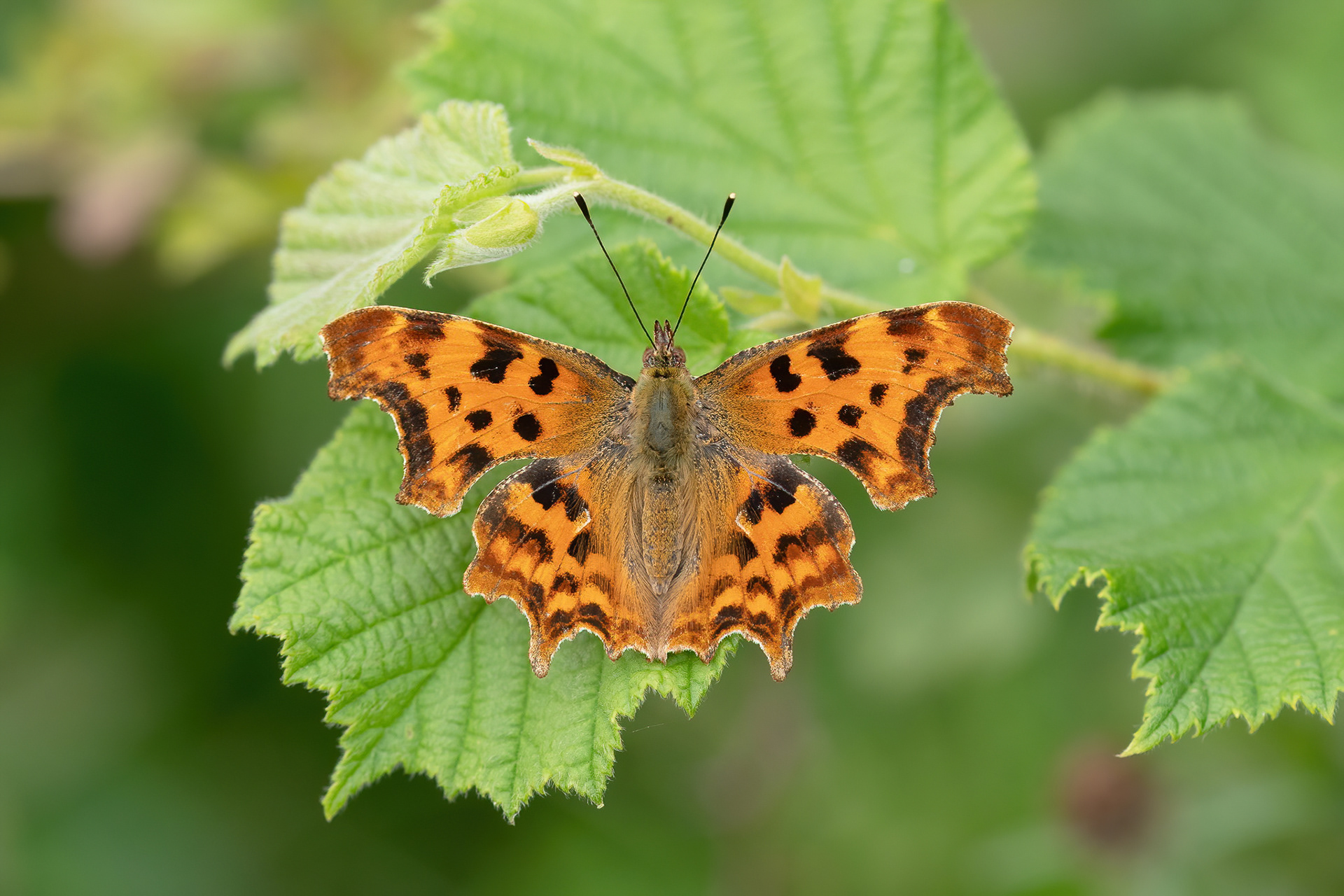 Comma - Fackenden