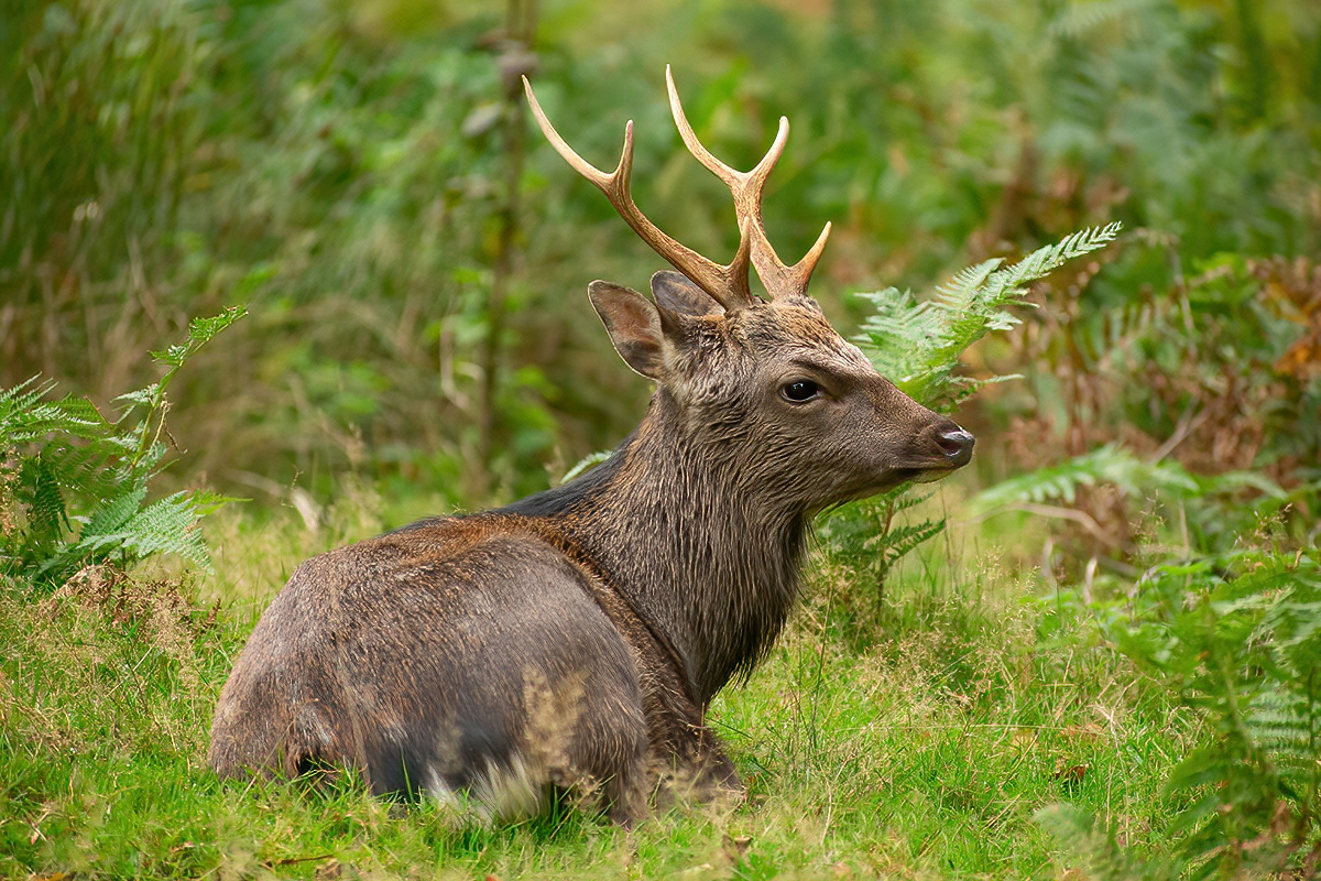 Sika Deer - Knole Park