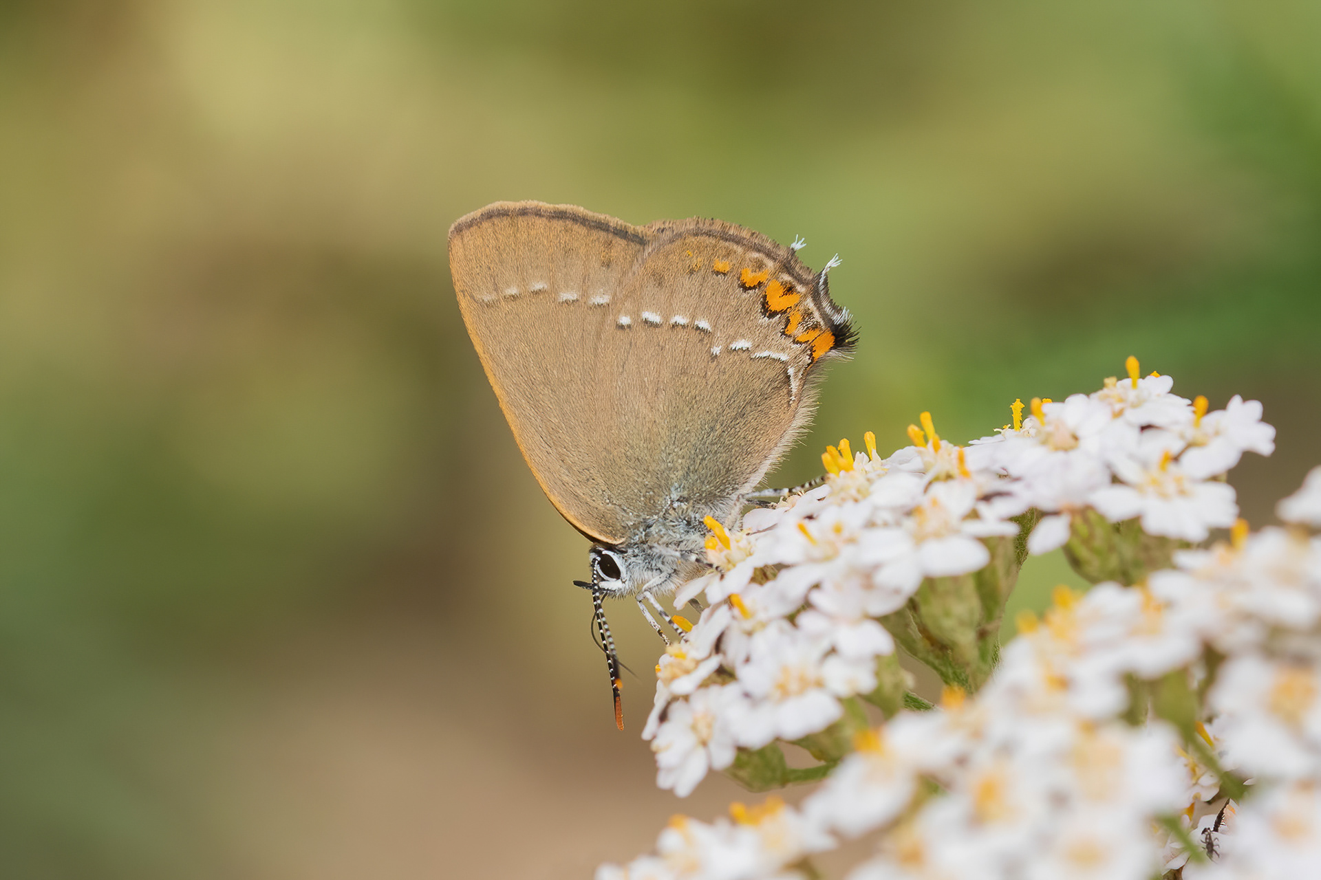 Sloe Hairstreak - France