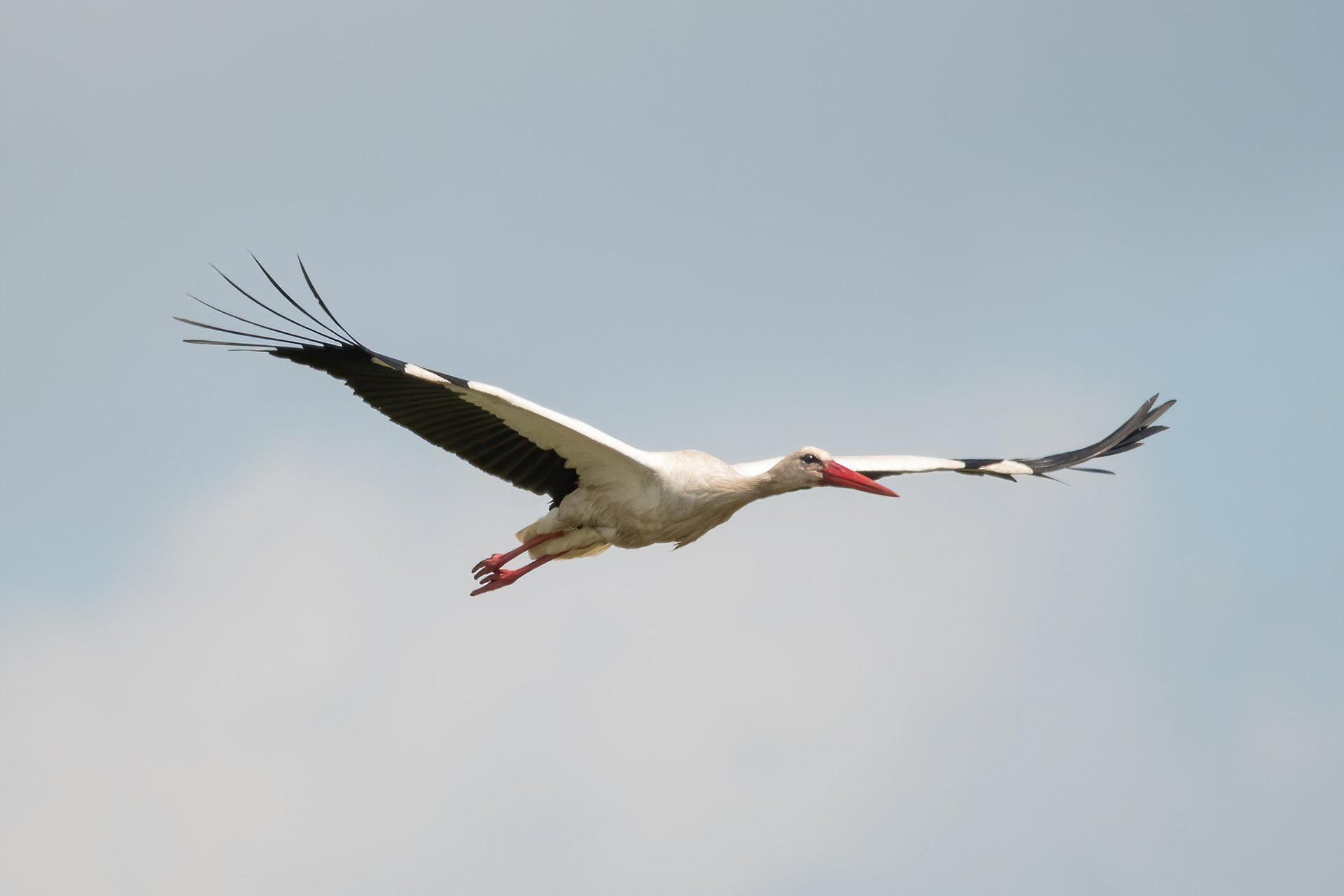 White Stork - Camargue, France