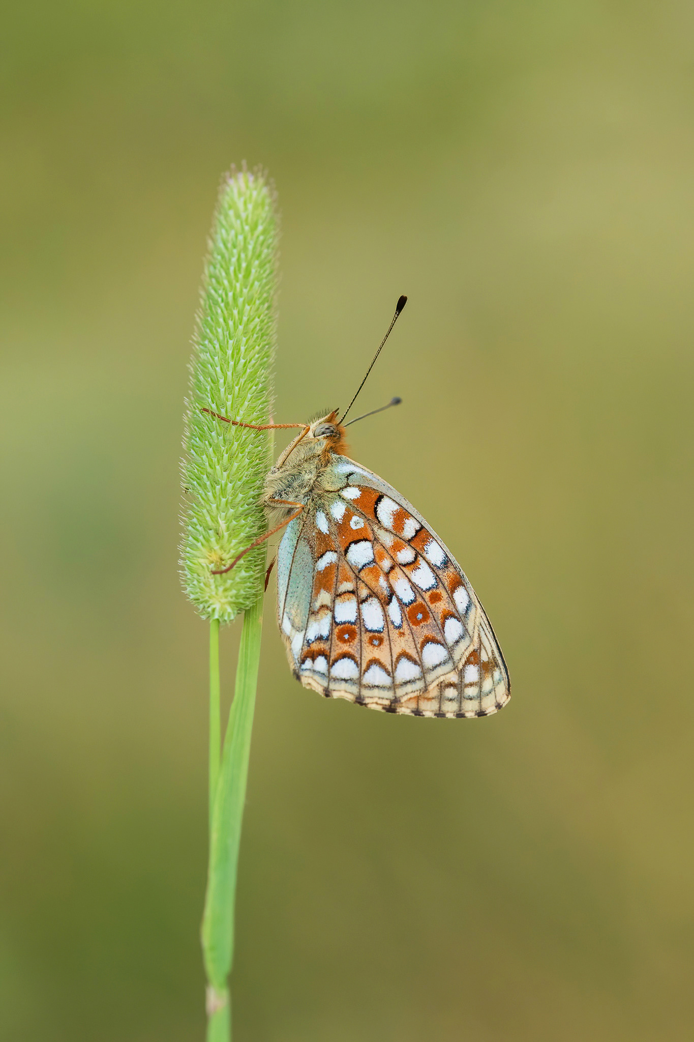 Niobe Fritillary - France