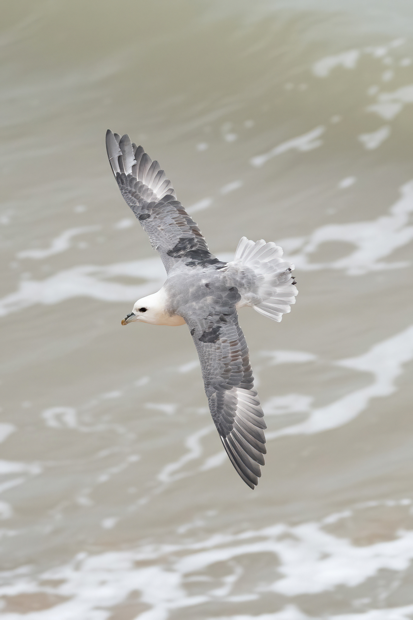 Fulmar - Botany Bay