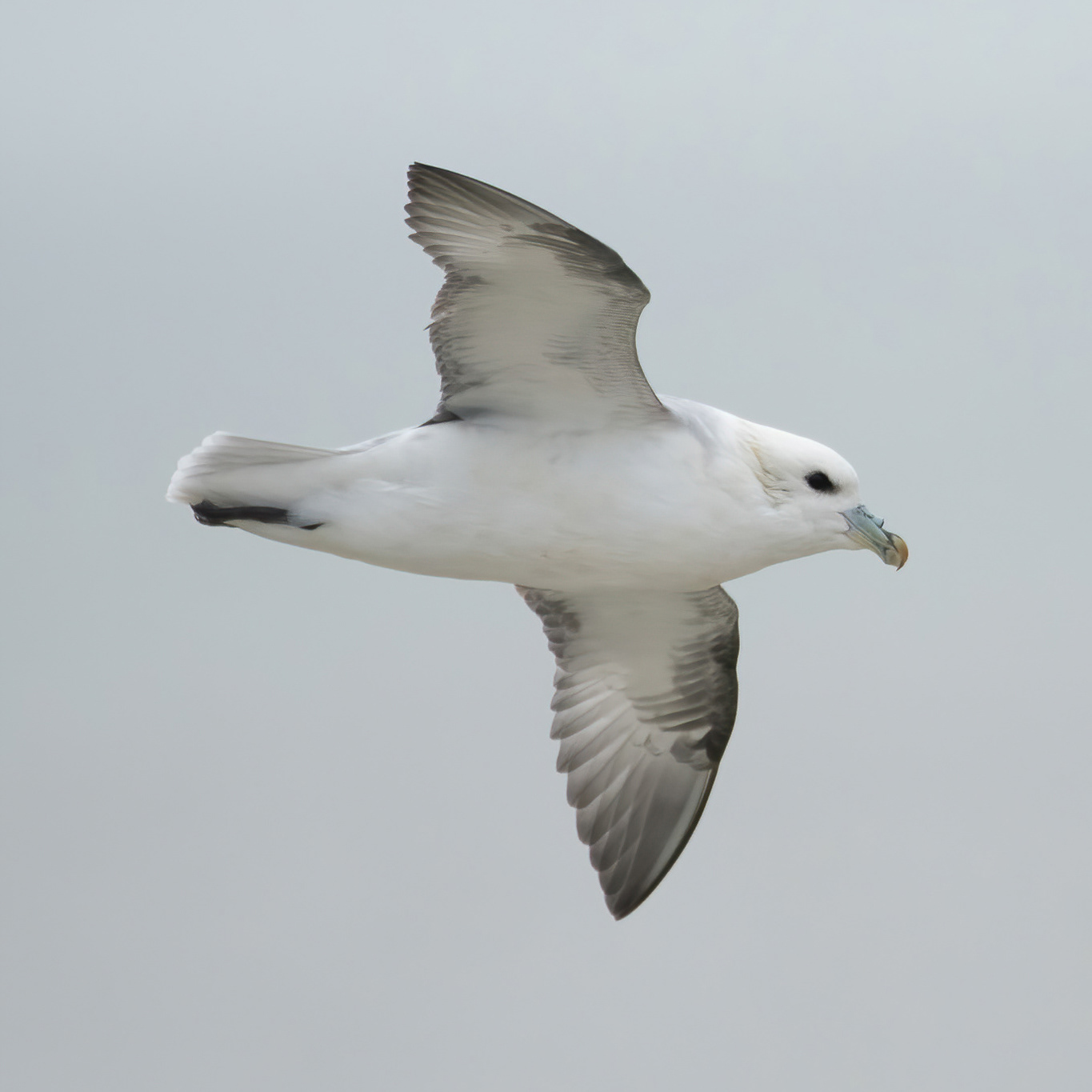 Fulmar - Botany Bay