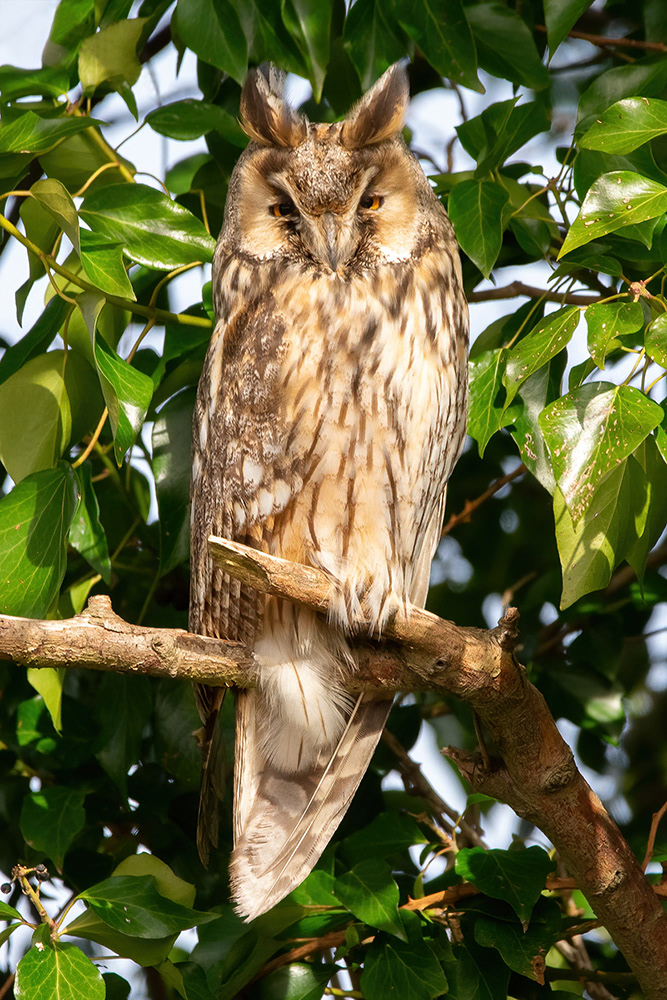 Long-eared Owl - Stodmarsh