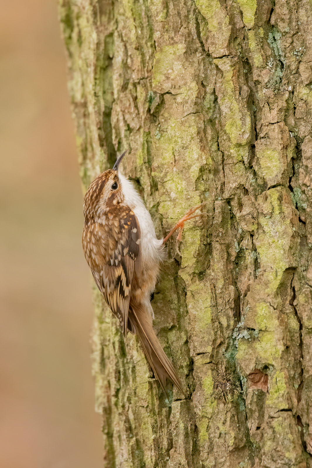 Treecreeper - Stodmarsh