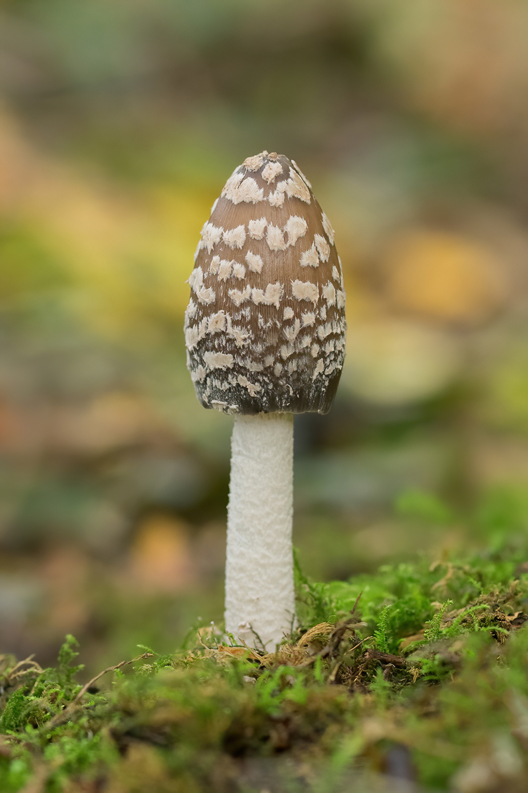 Magpie Inkcap -  Bicknor Woods
