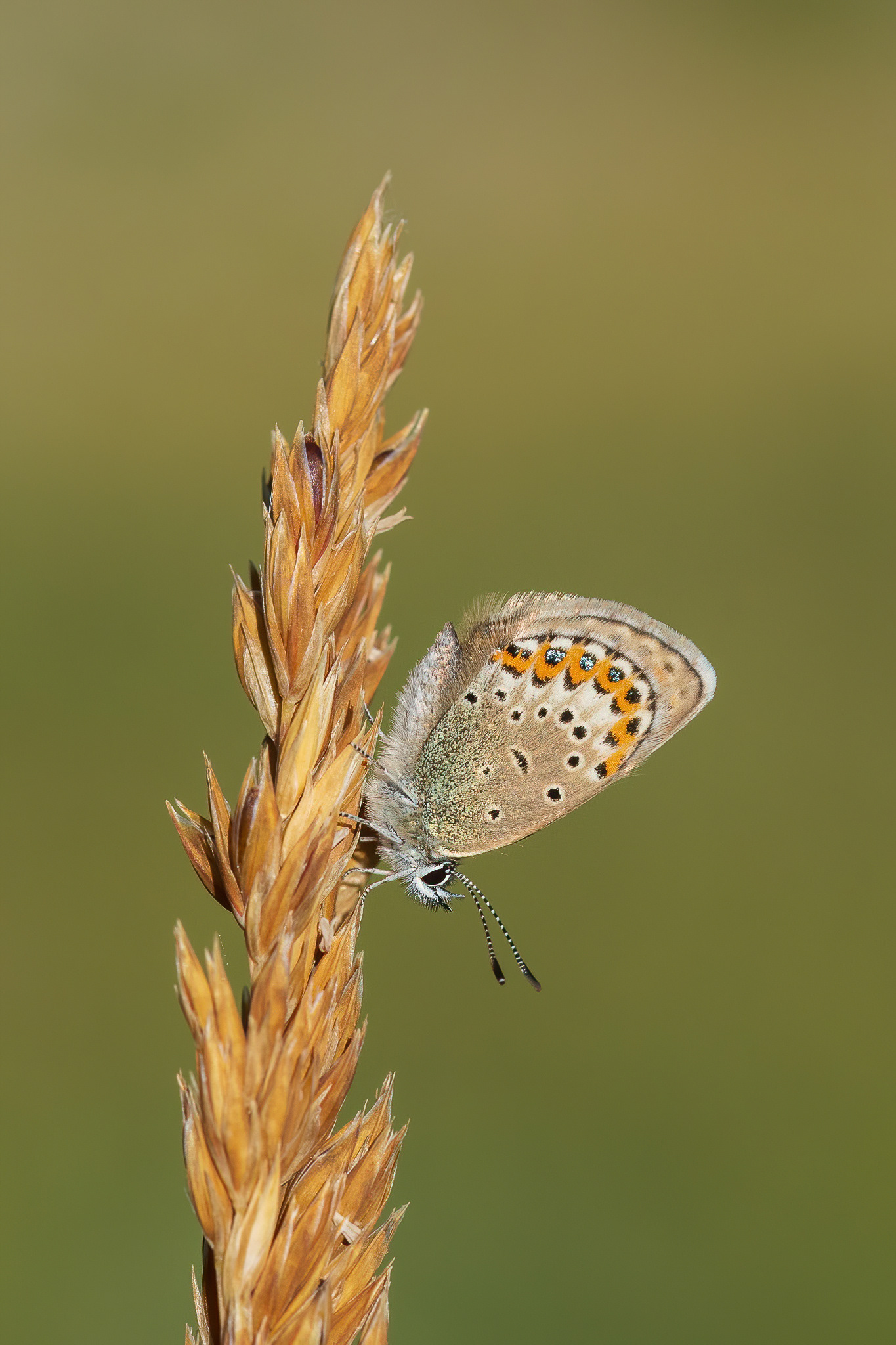 Idas Blue - France