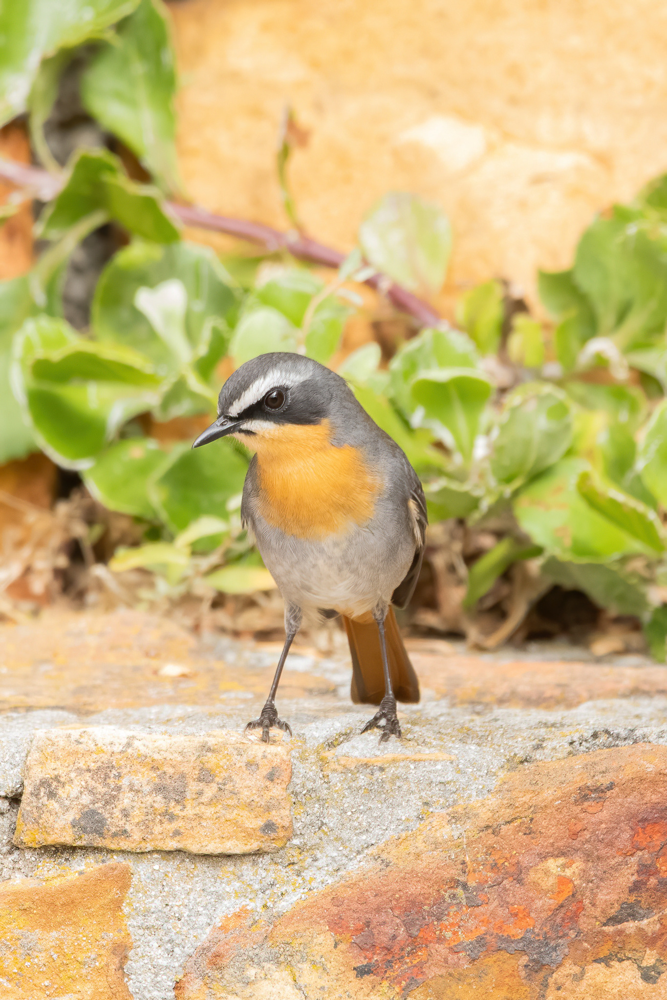 Cape Robin-chat - Cape Point