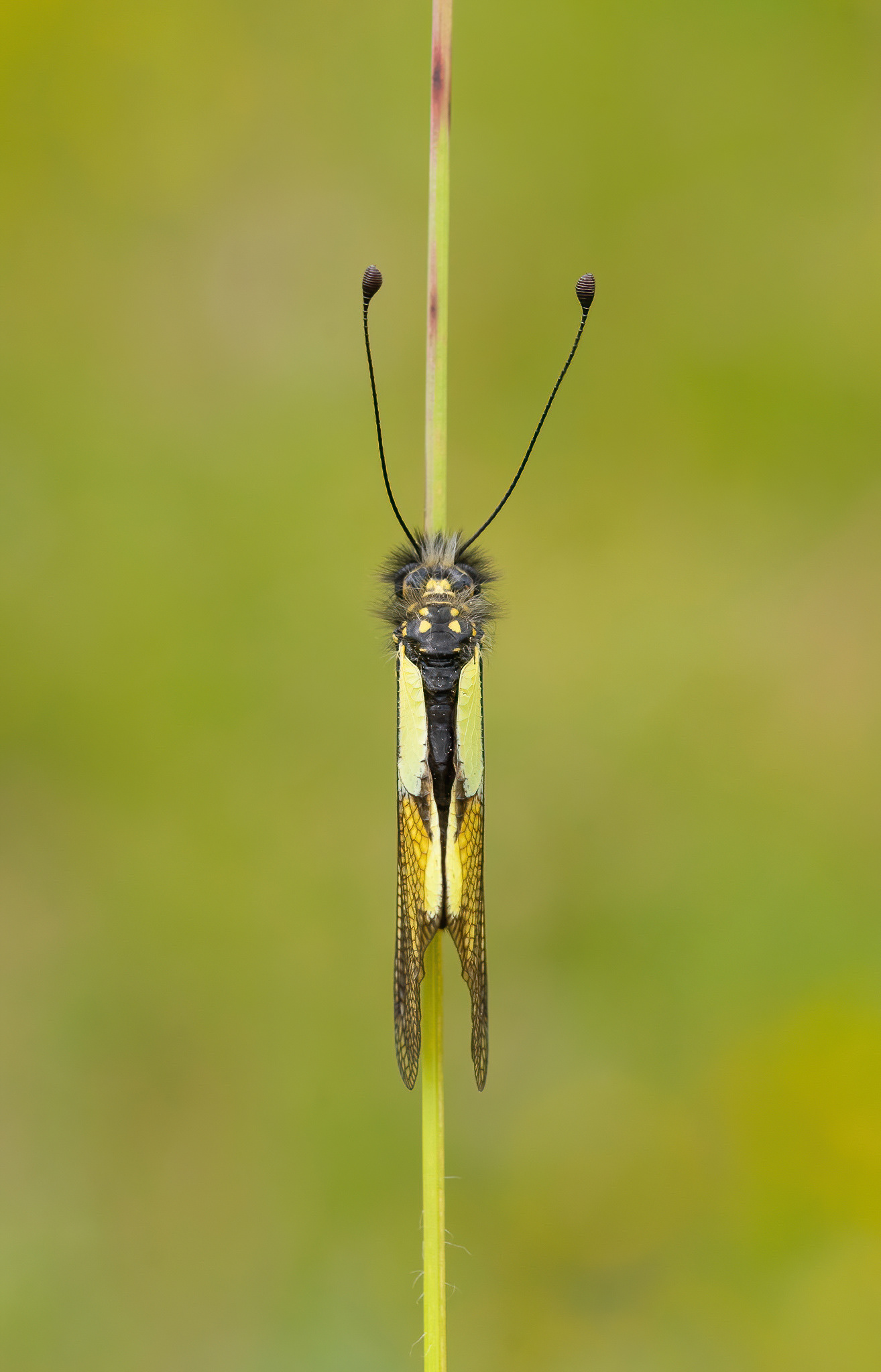 Owly Sulphur - Cévennes, France