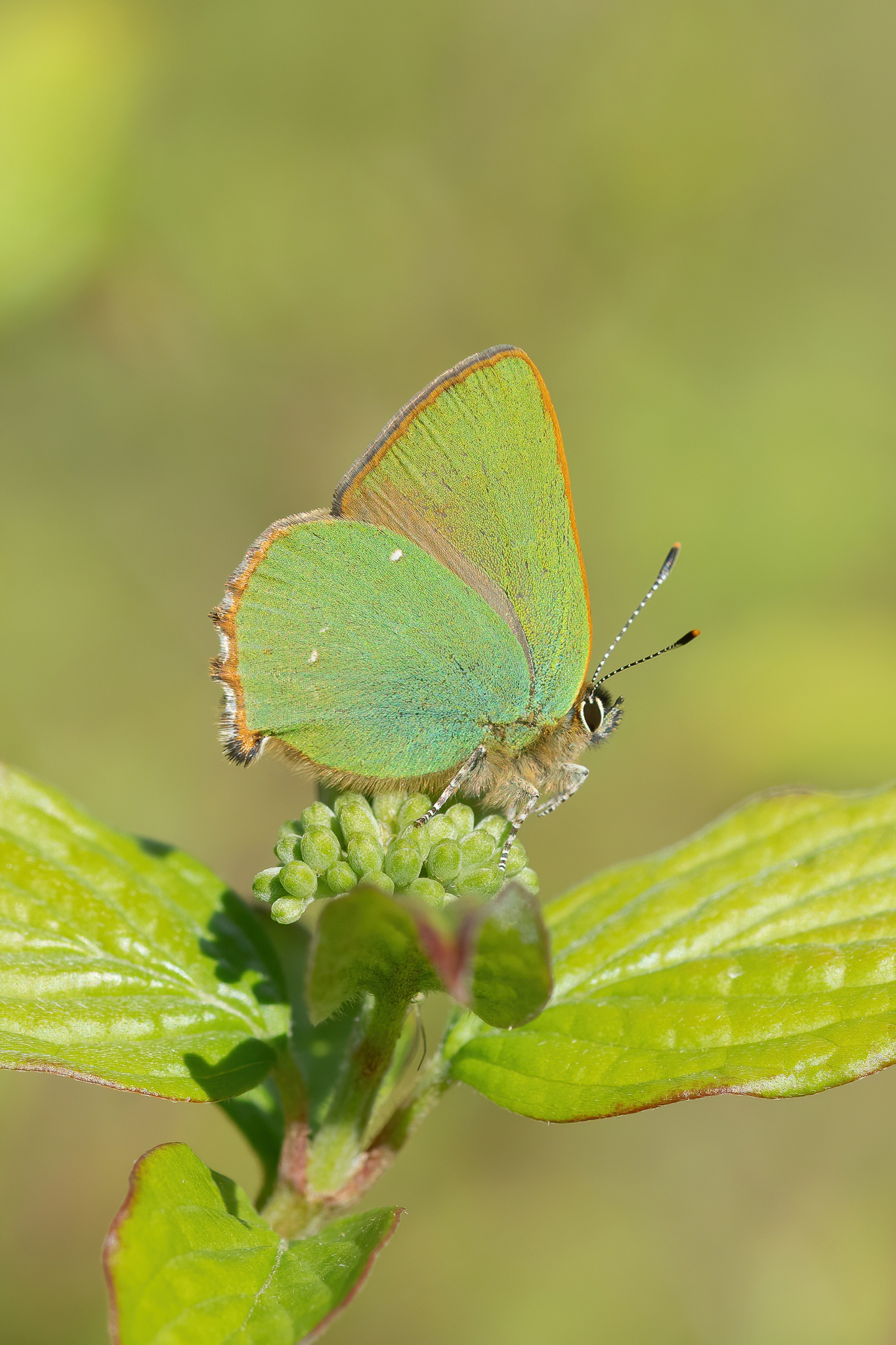 Green Hairstreak - Fackenden Down