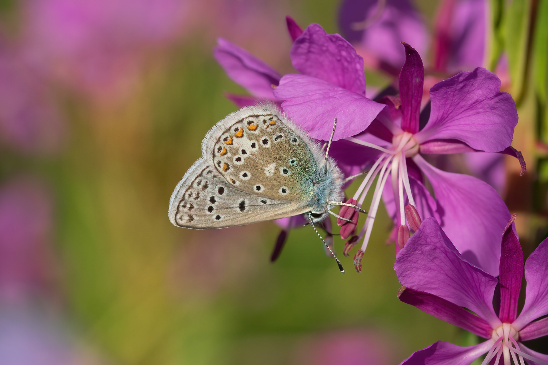 Eros Blue - France