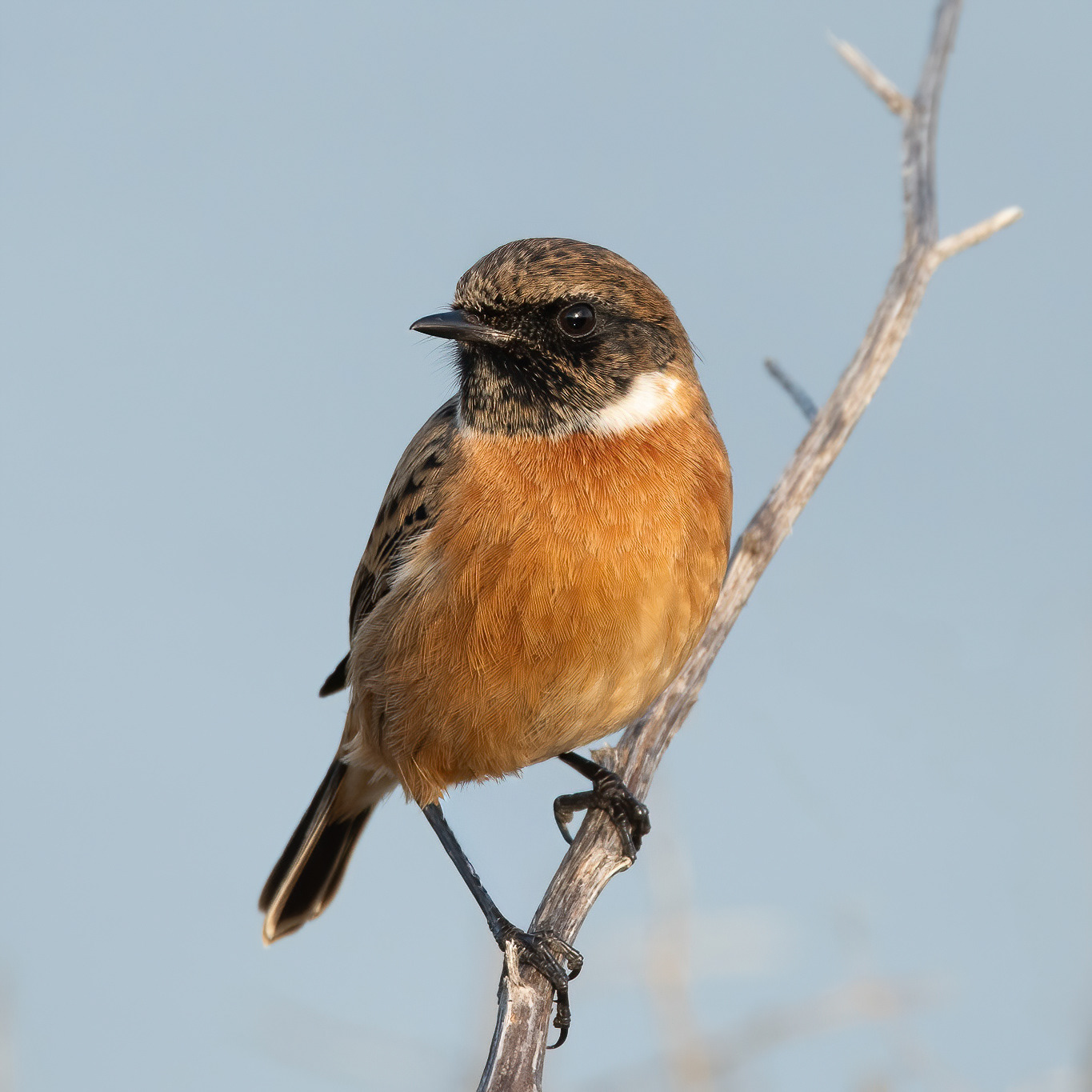 Stonechat - Palm Tree Bay