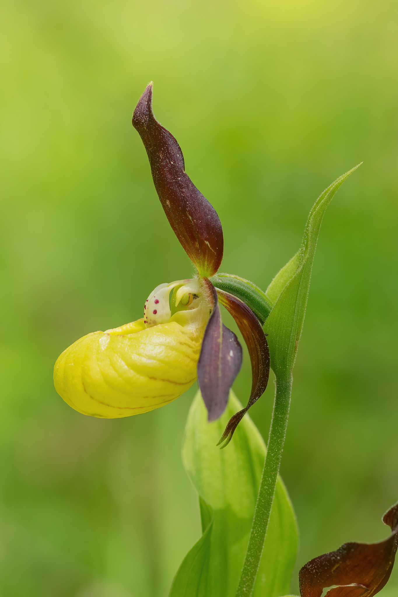 Lady's Slipper Orchid - Vercors, France