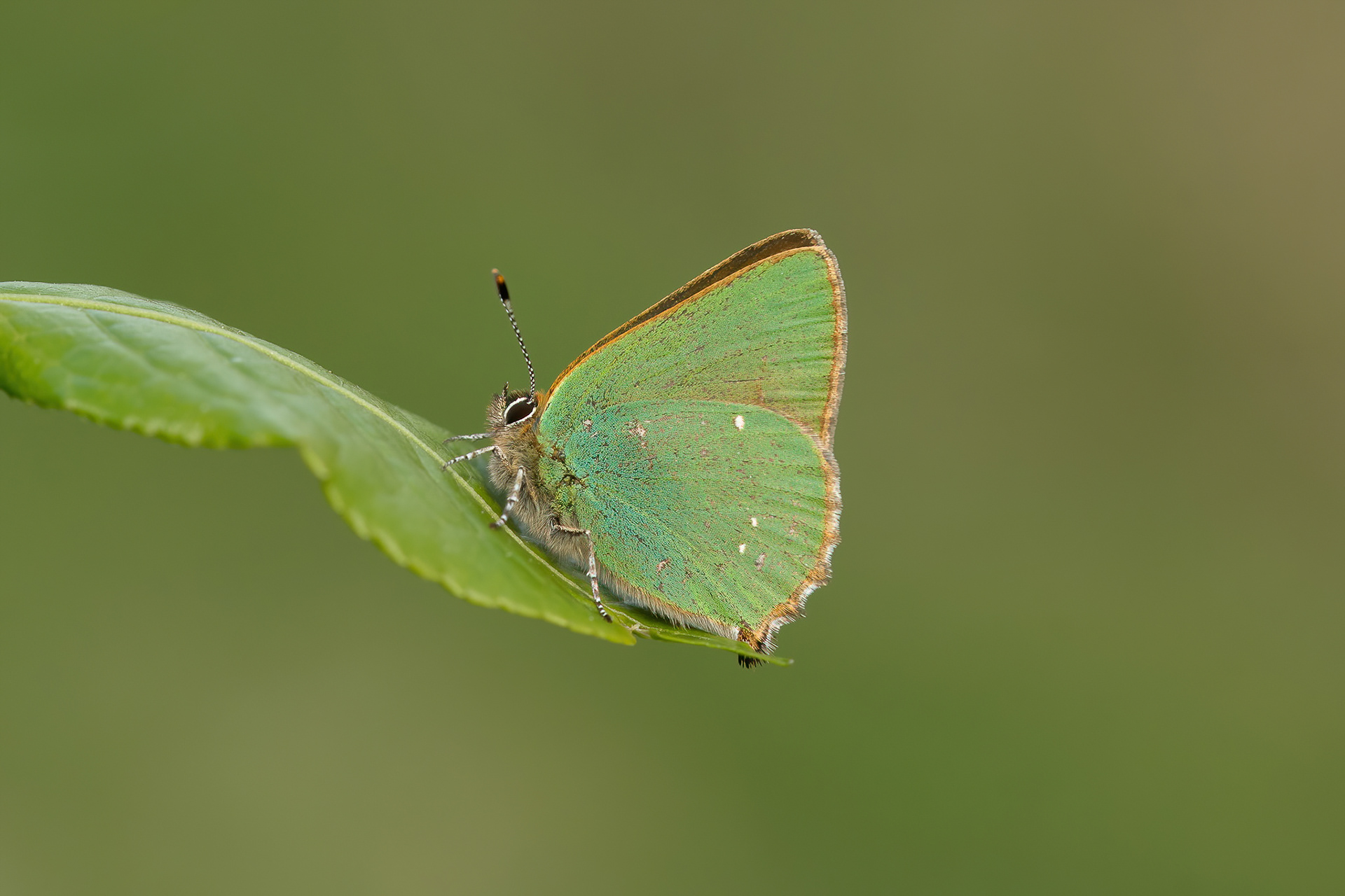 Green Hairstreak - Fackenden Down