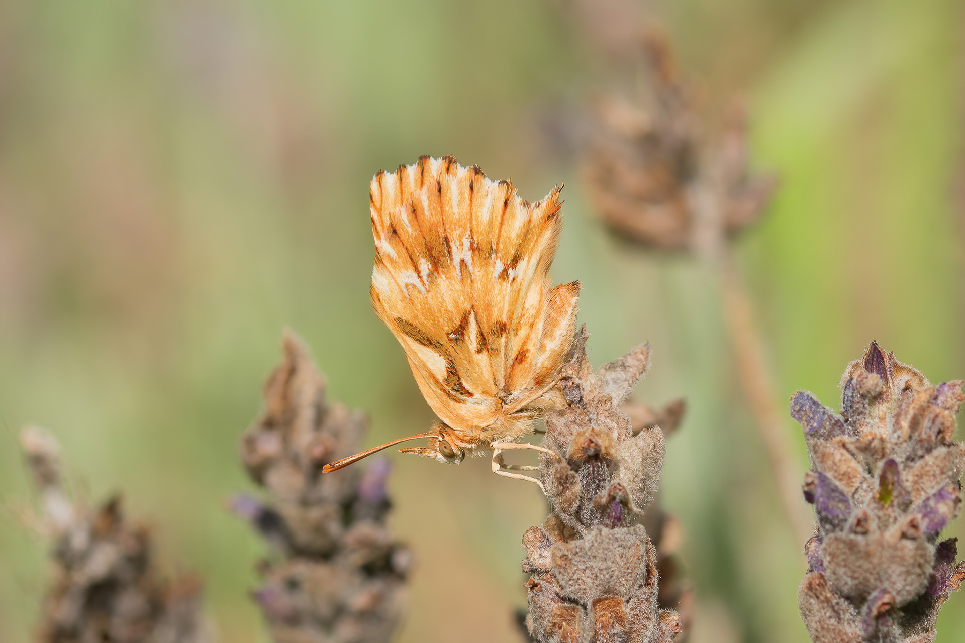 Water Opal - Noordhoek