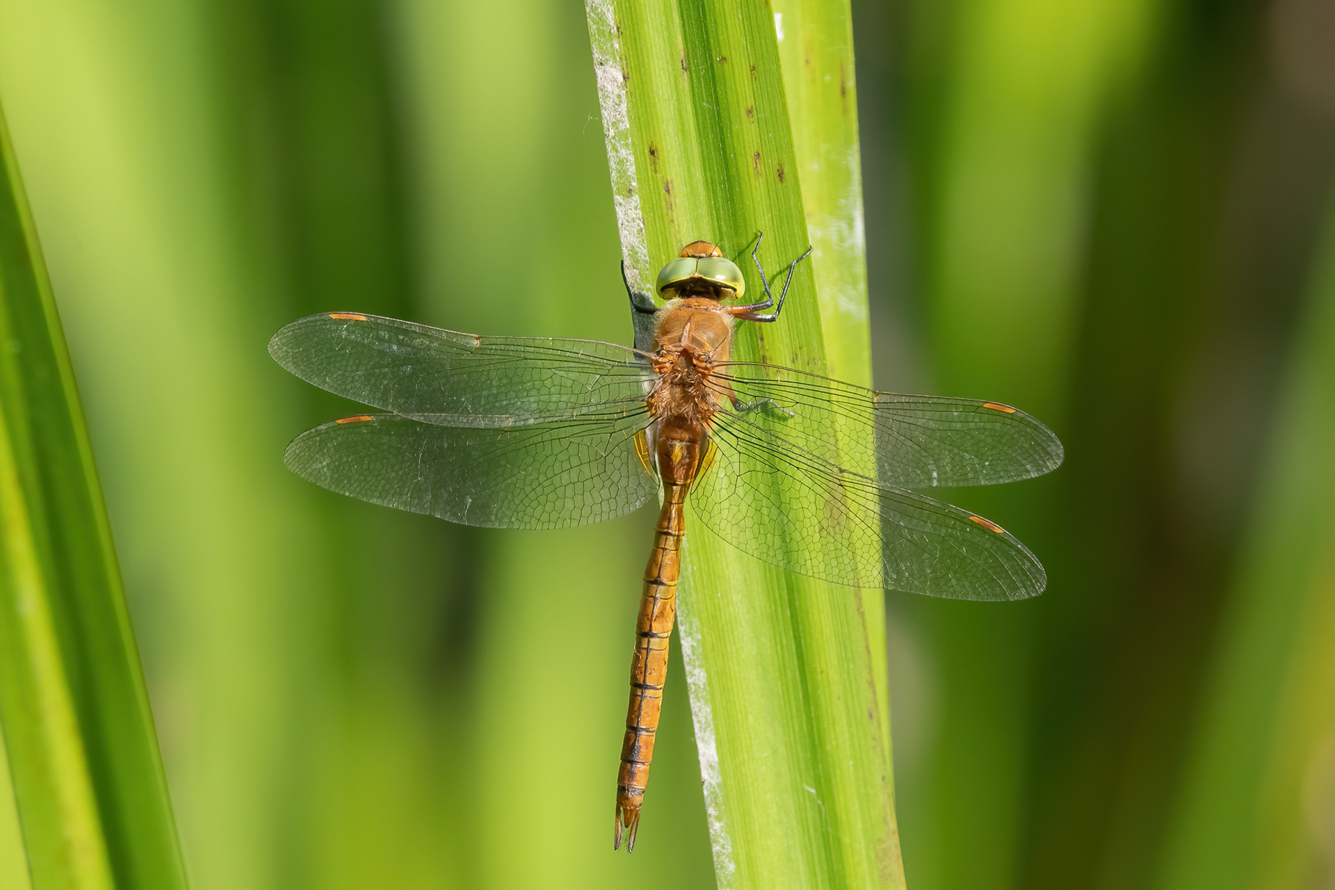 Norfolk Hawker - New Hythe