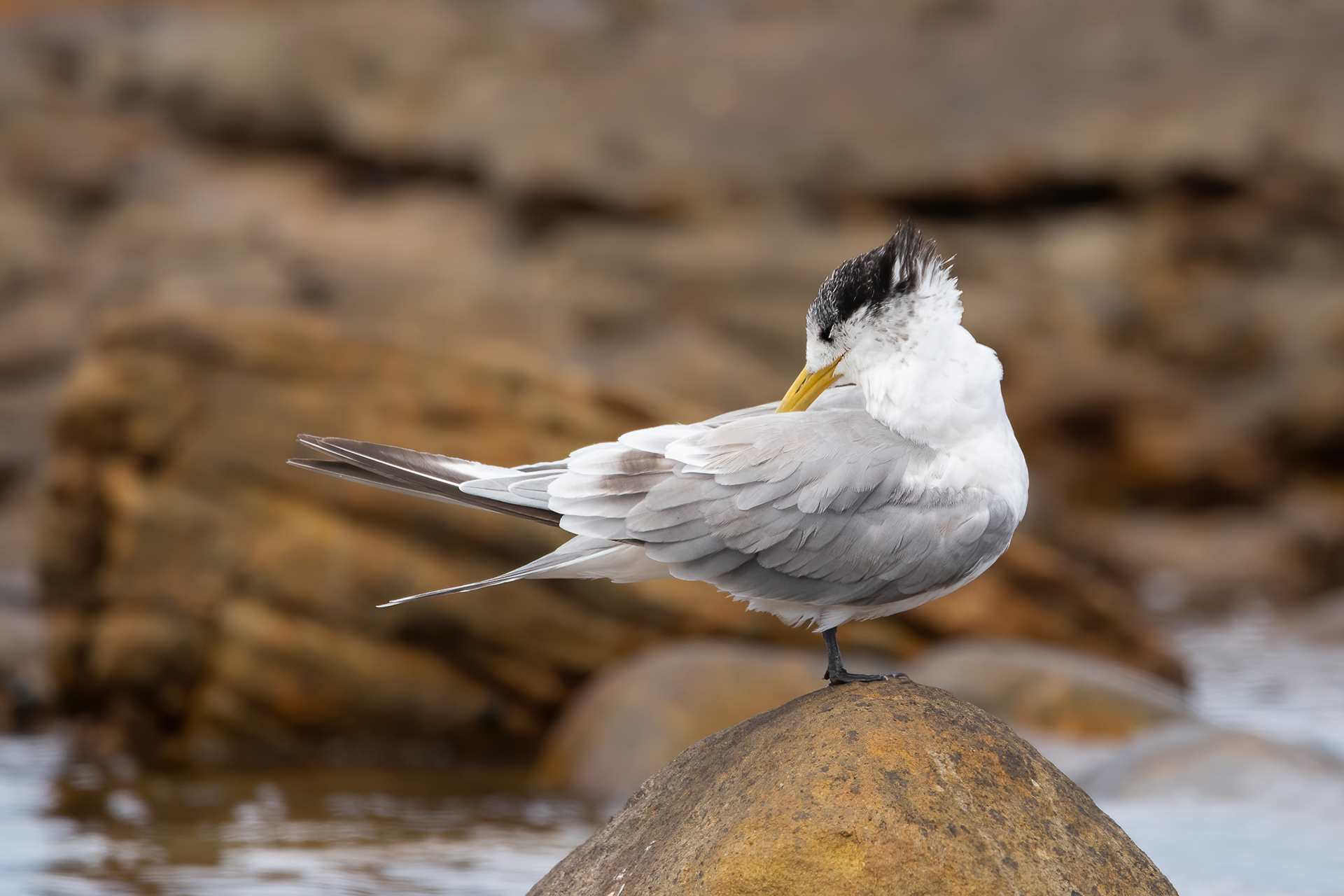 Great-crested Tern - Cape Point