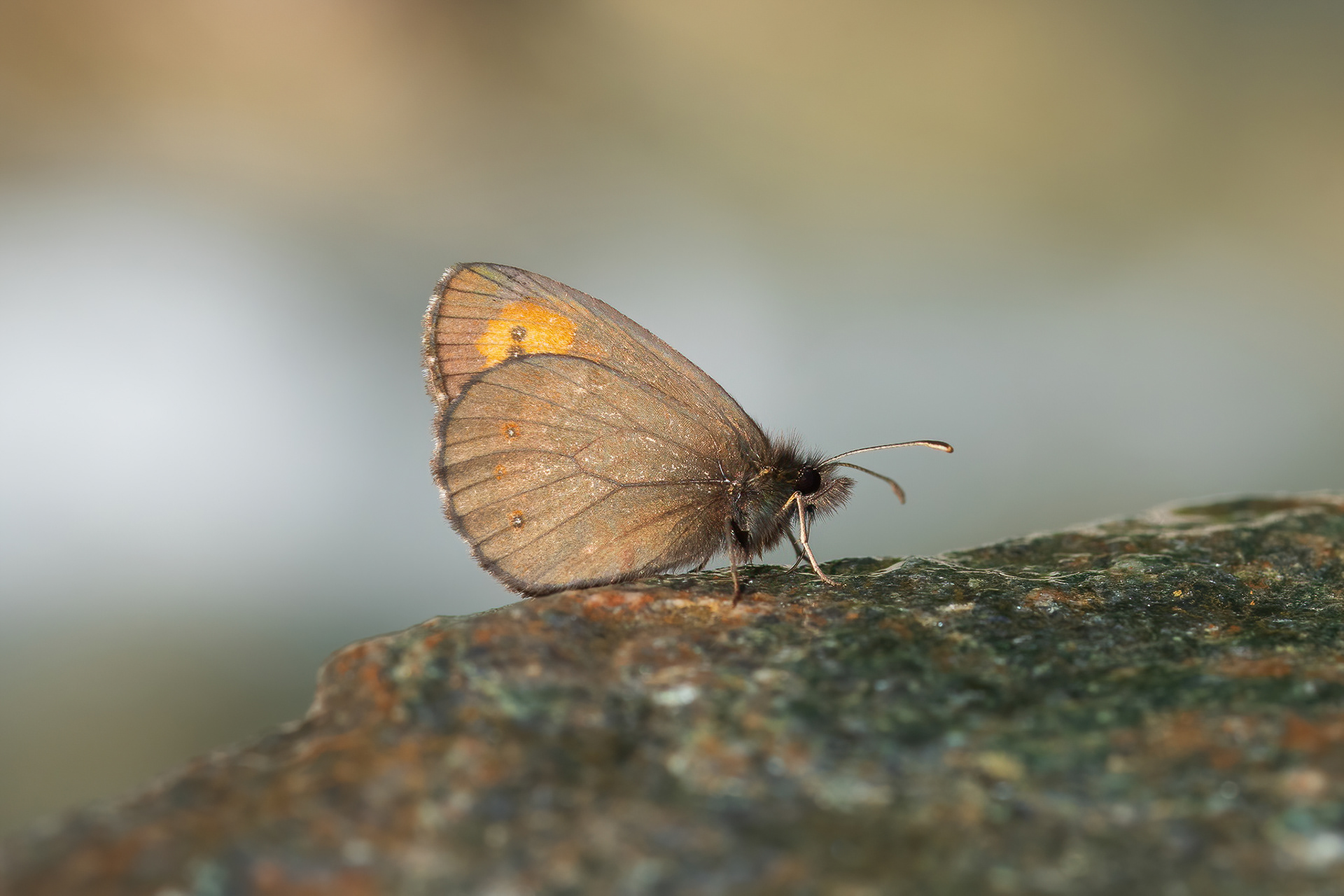 Large Ringlet - France