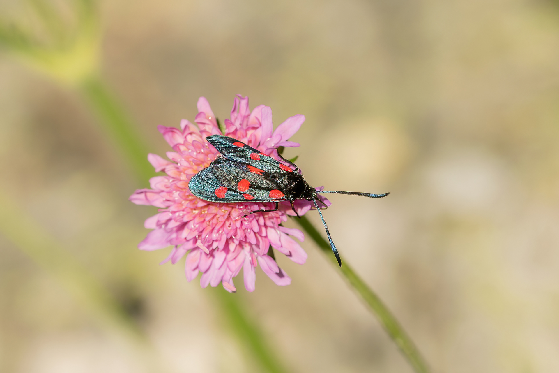 Narrow-bordered Five-spot Burnet Moth - Italy