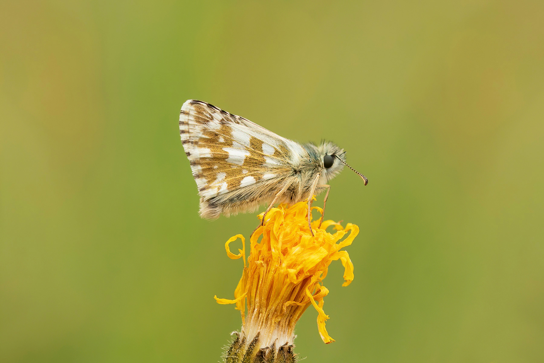 Carline Skipper - France