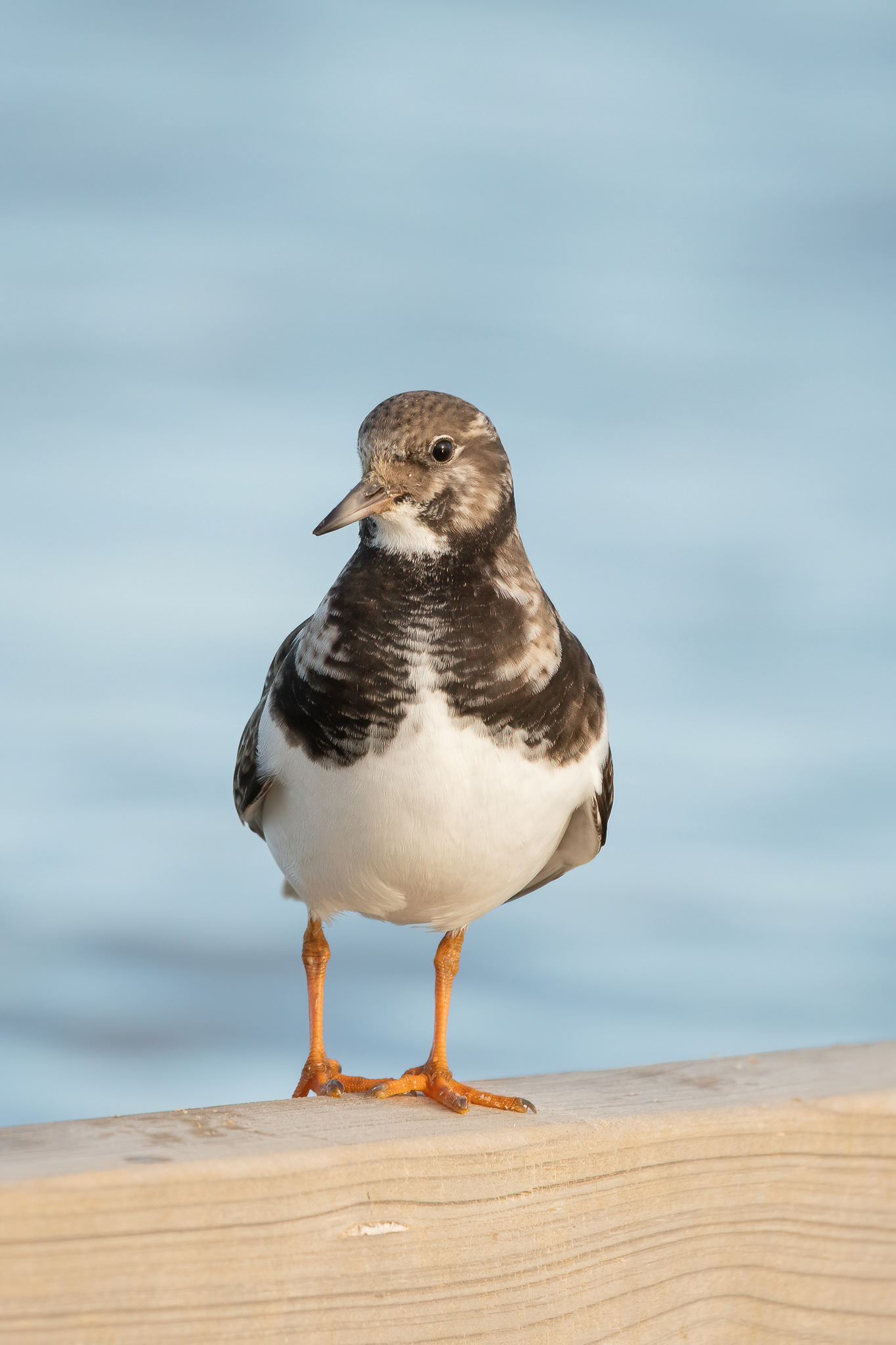 Turnstone - Shellness