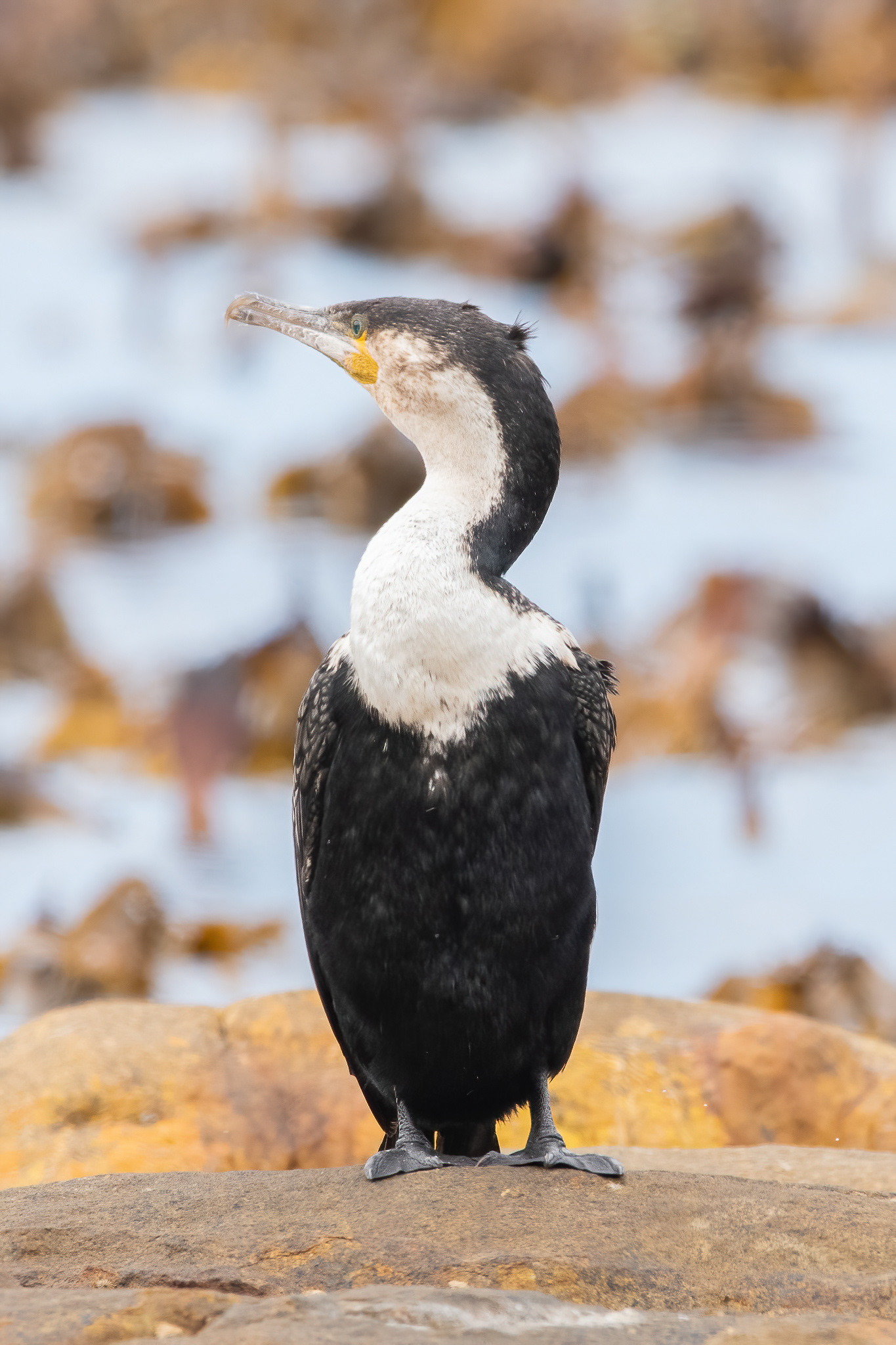 White-breasted Cormorant - Cape Point
