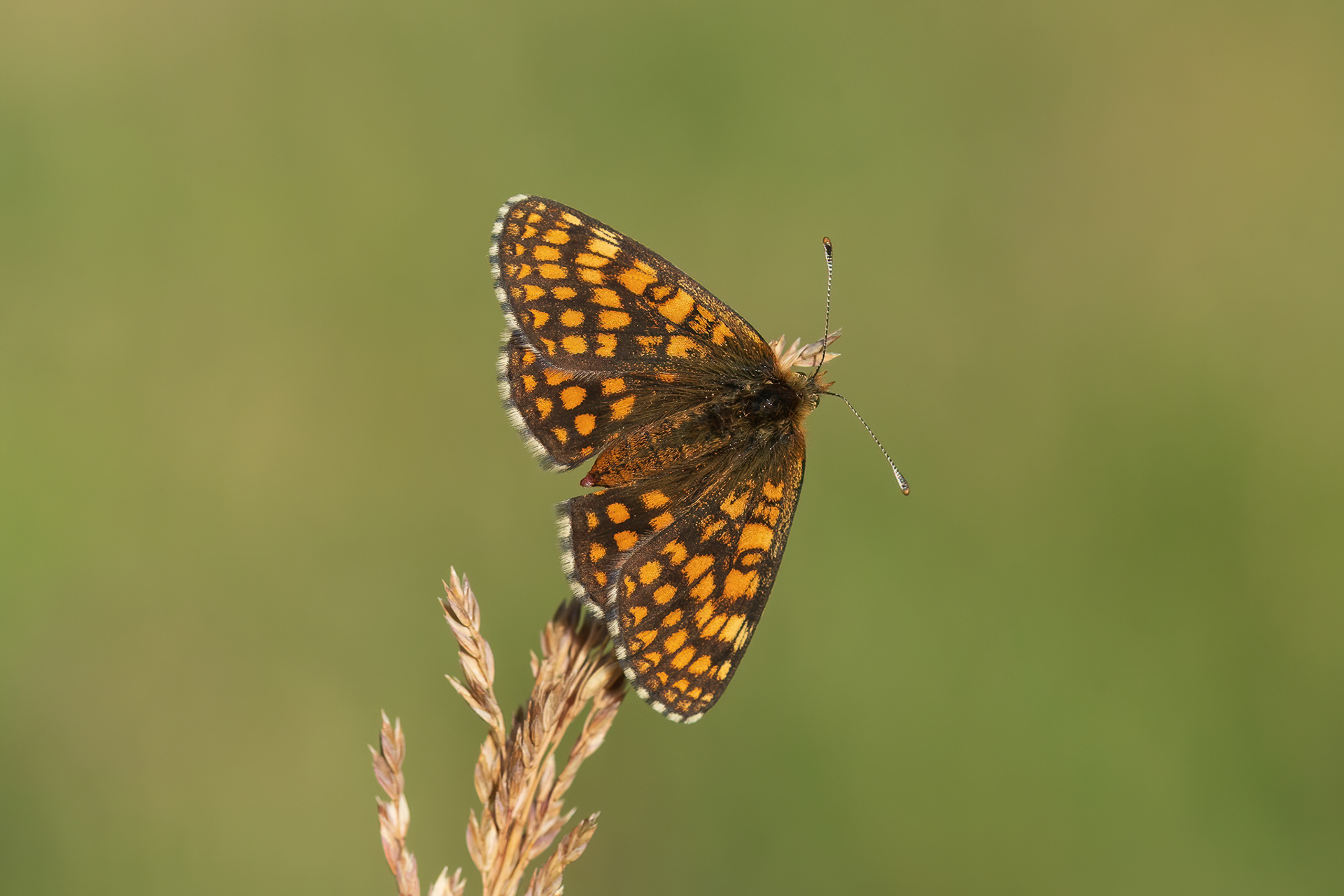 Nickerl's Fritillary - France