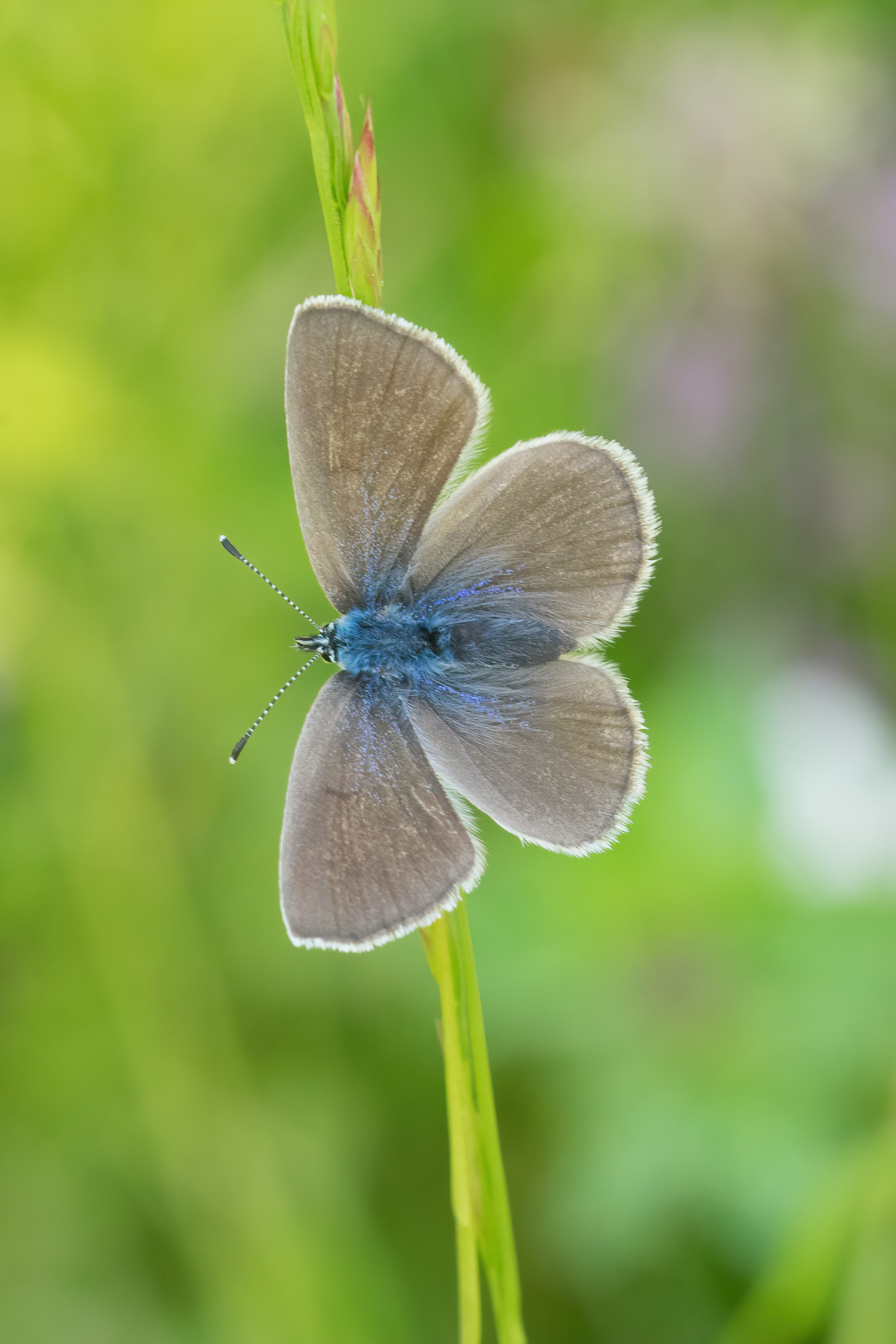 Green-underside Blue - Italy