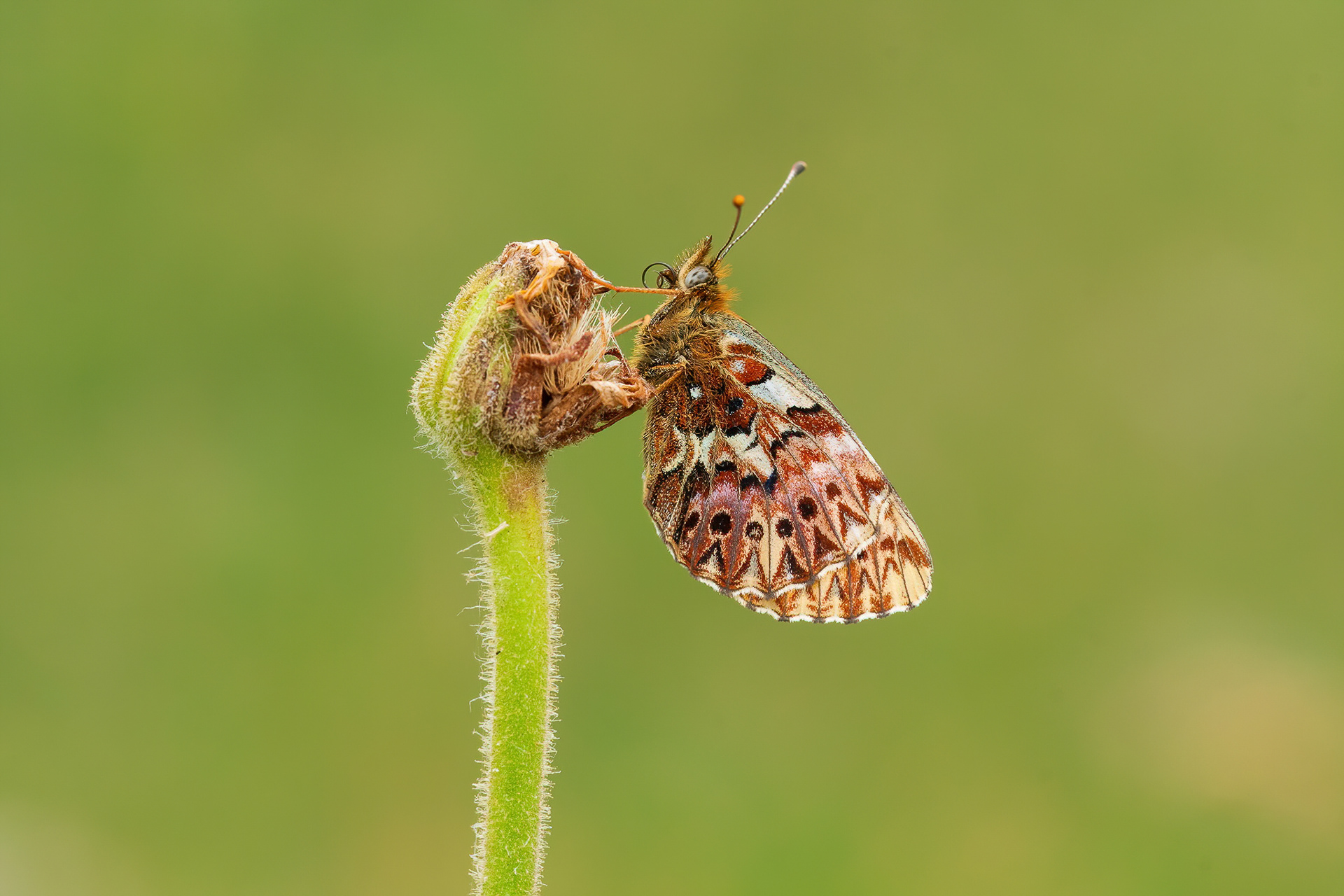 Titania's Fritillary - France