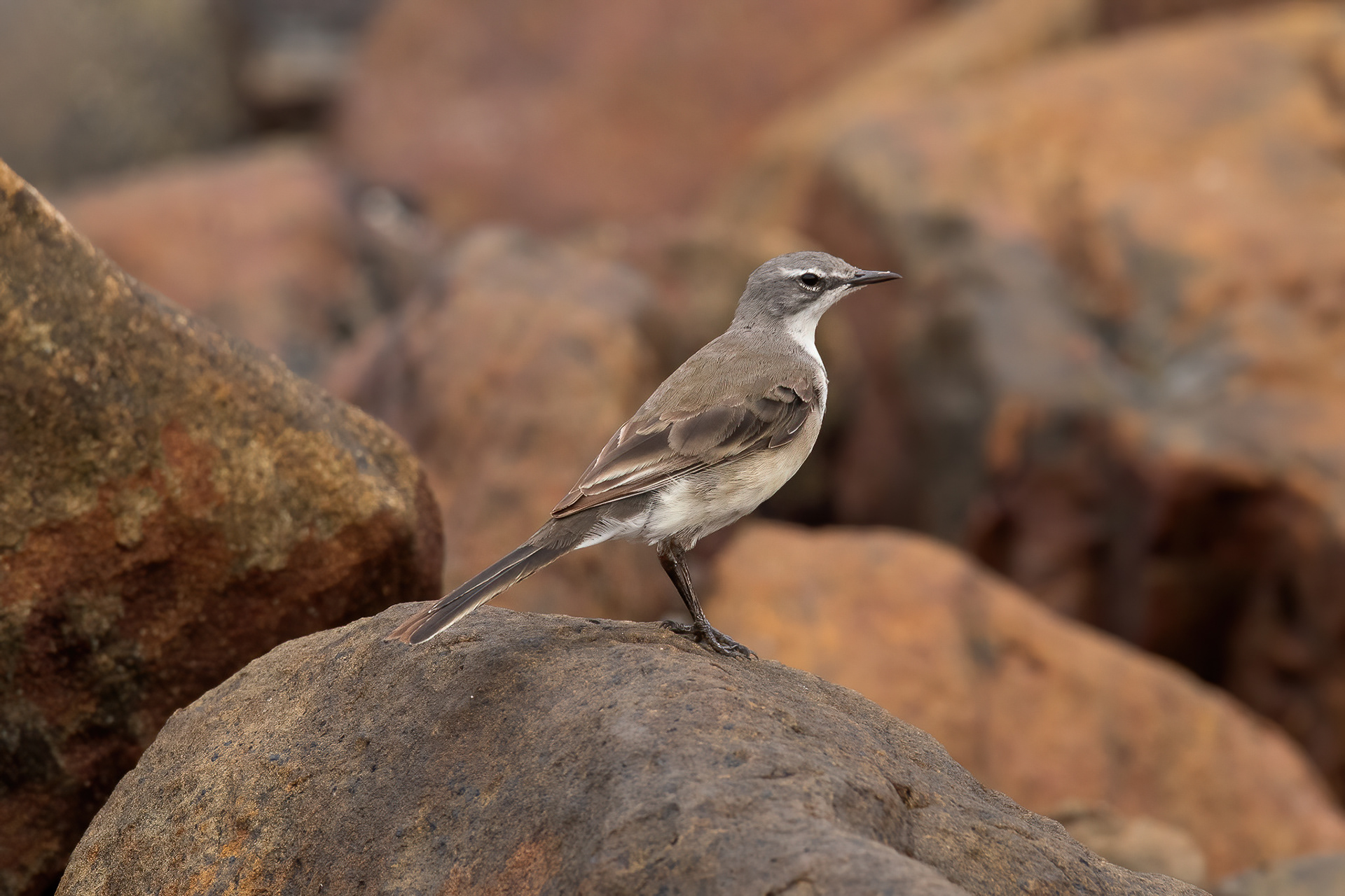 Cape Wagtail - Cape Point