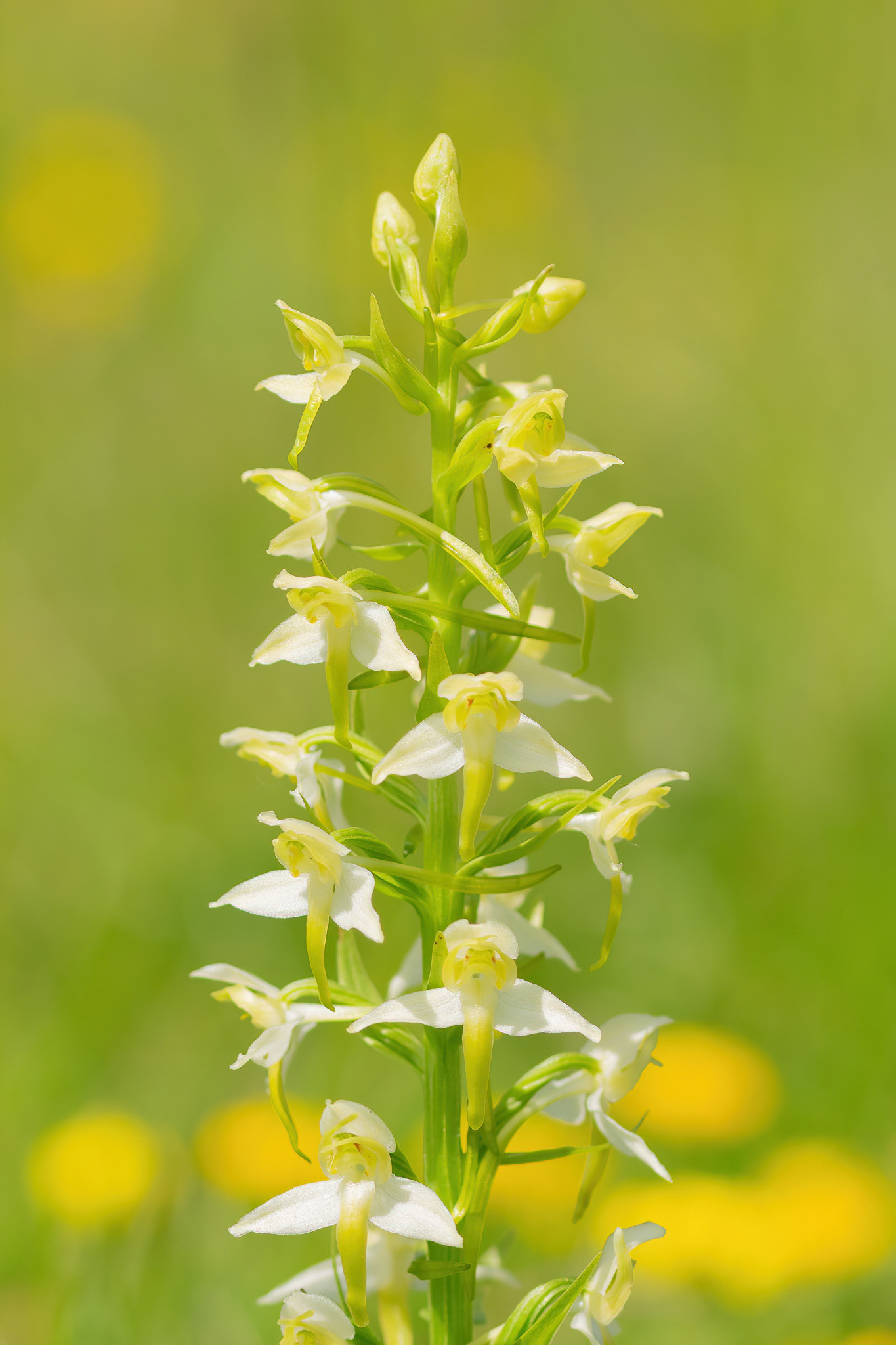 Greater Butterfly Orchid - Cévennes, France