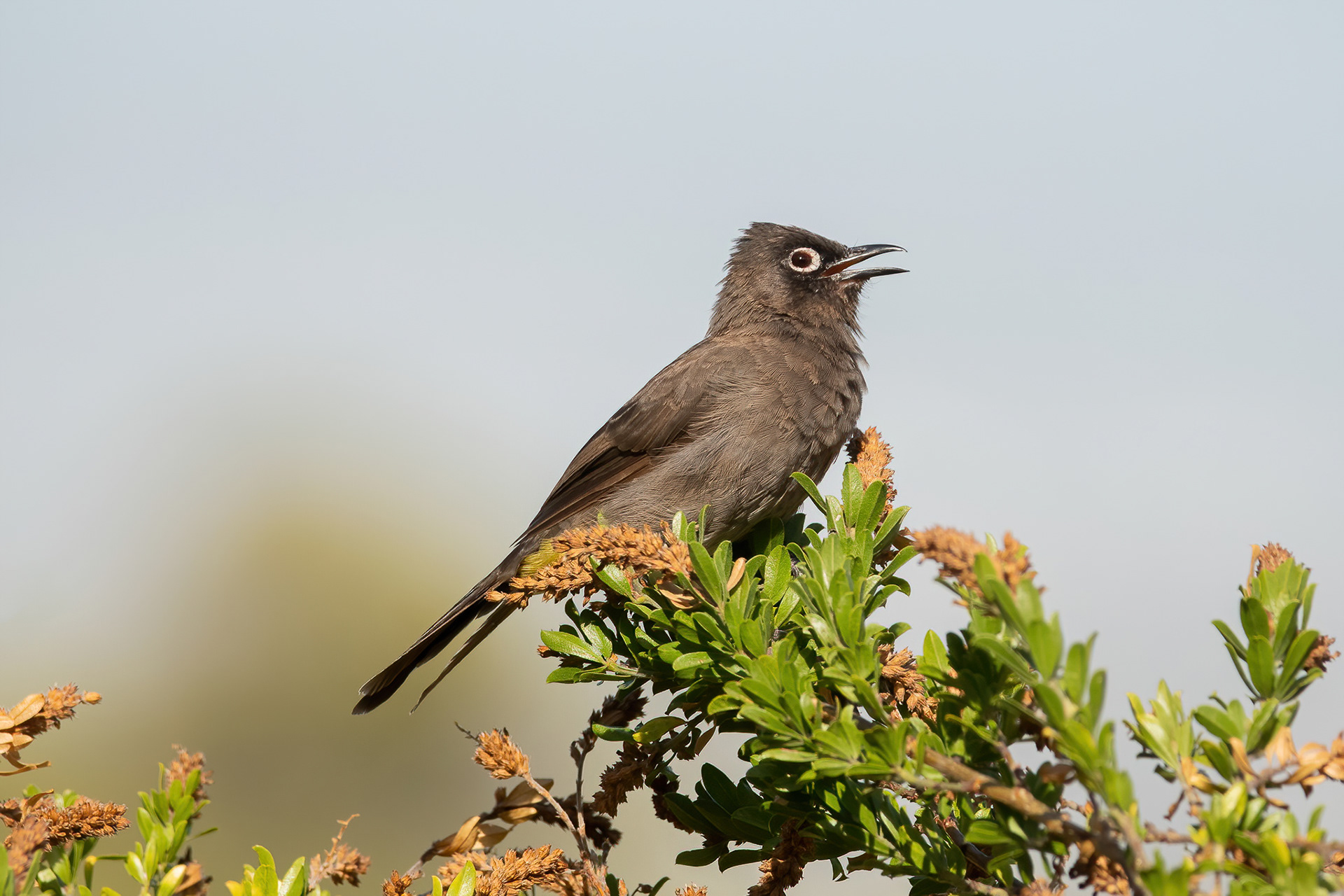 Cape Bulbul - Kirstenbosch