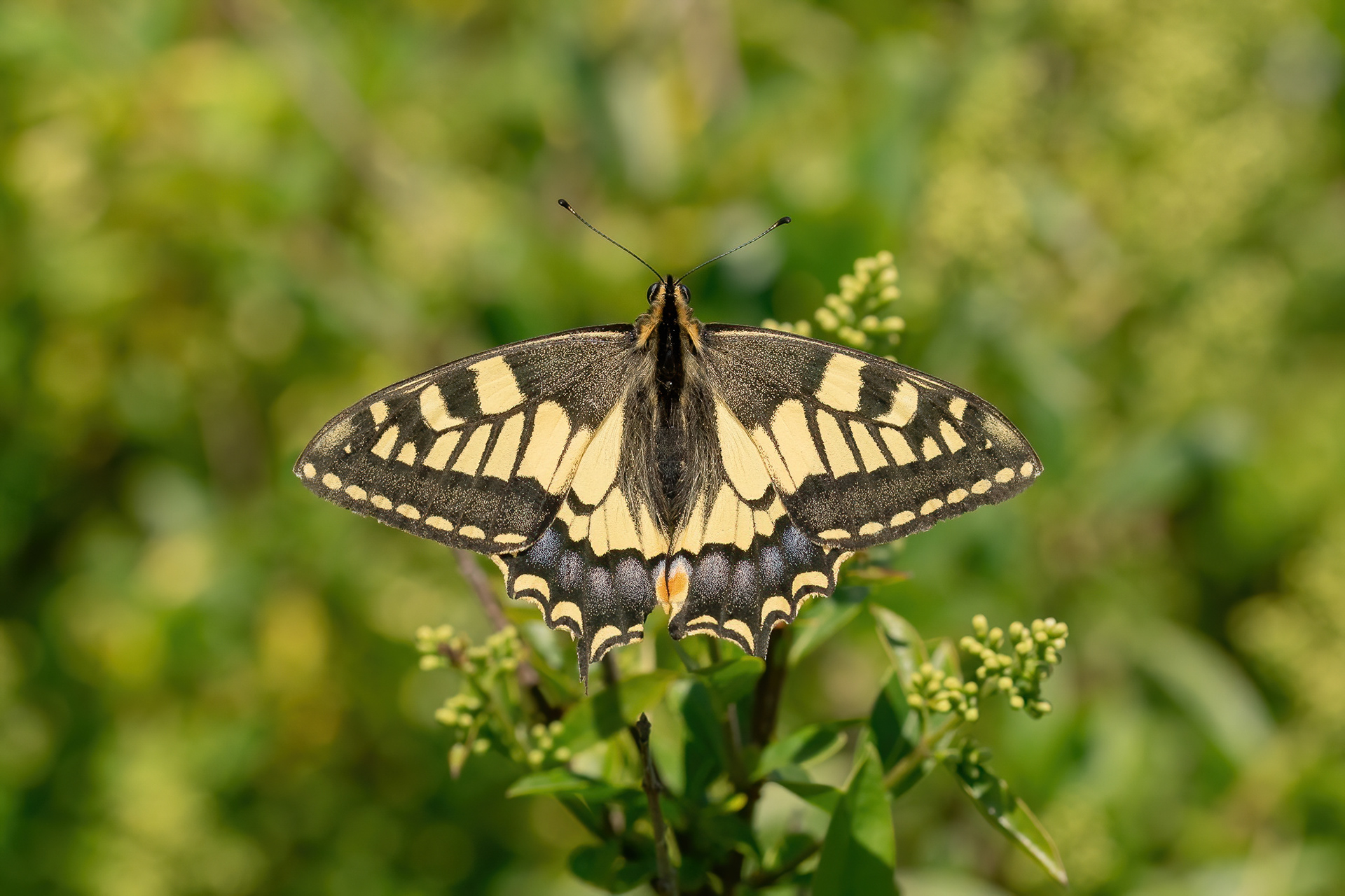 Swallowtail - Dover