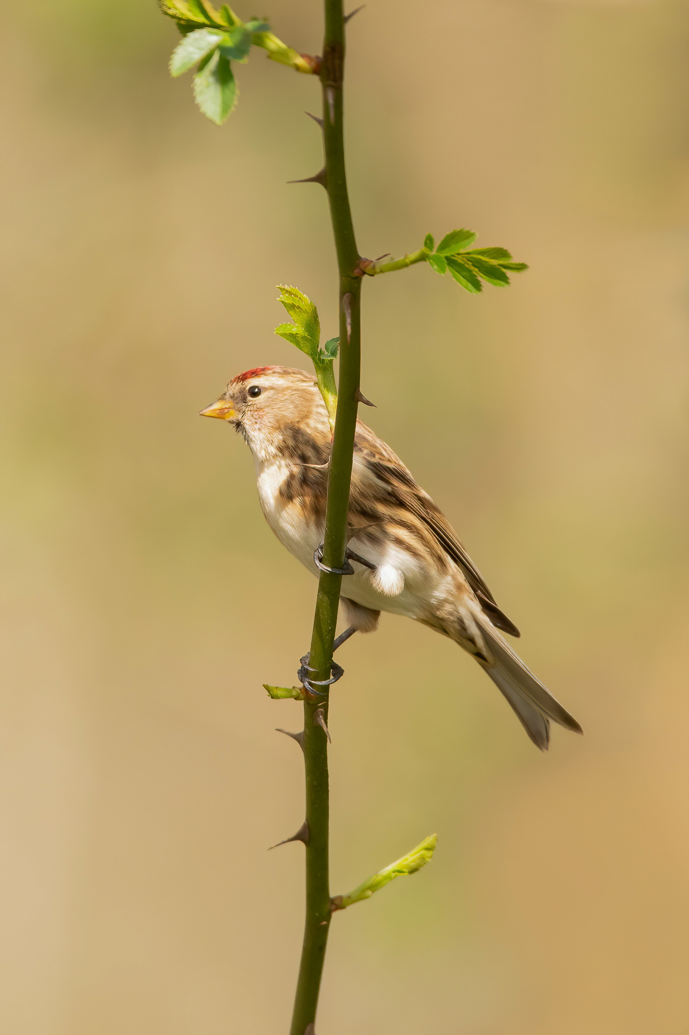 Redpoll - Warnham