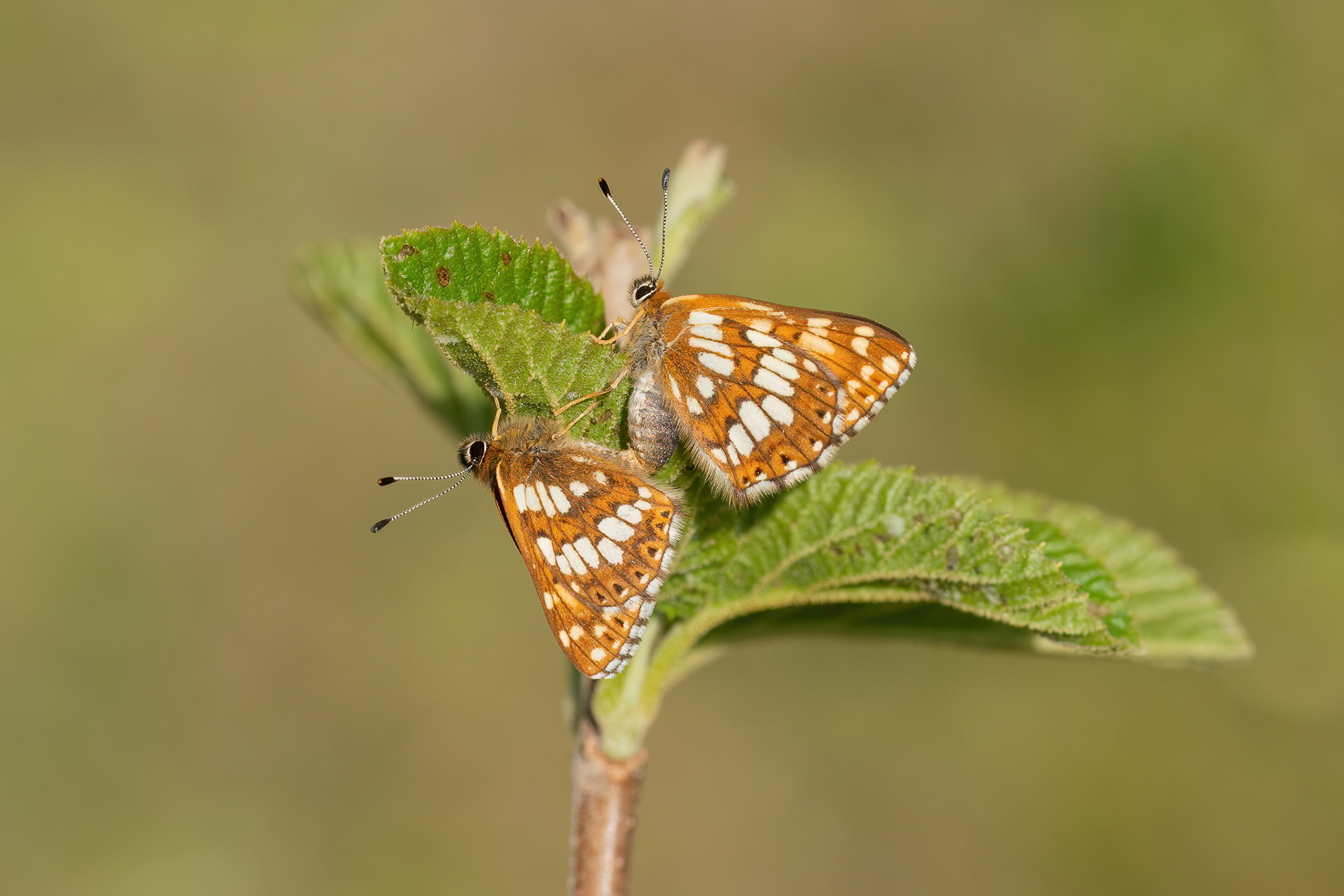 Duke of Burgundy - Bonsai Bank