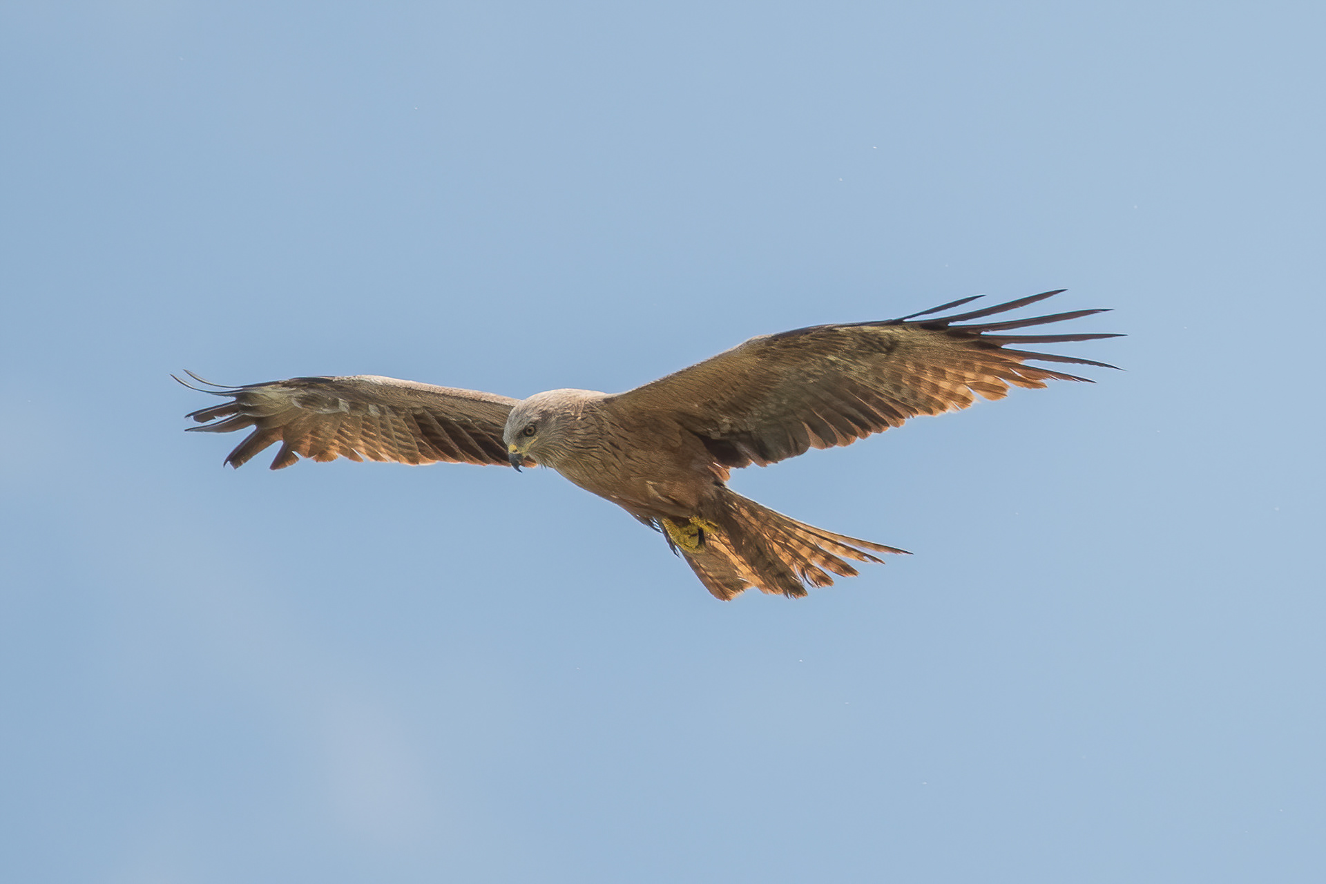 Black Kite - Camargue, France