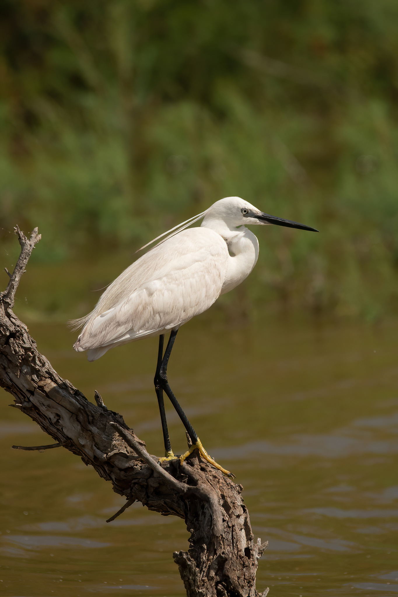 Little Egret - Camargue, France