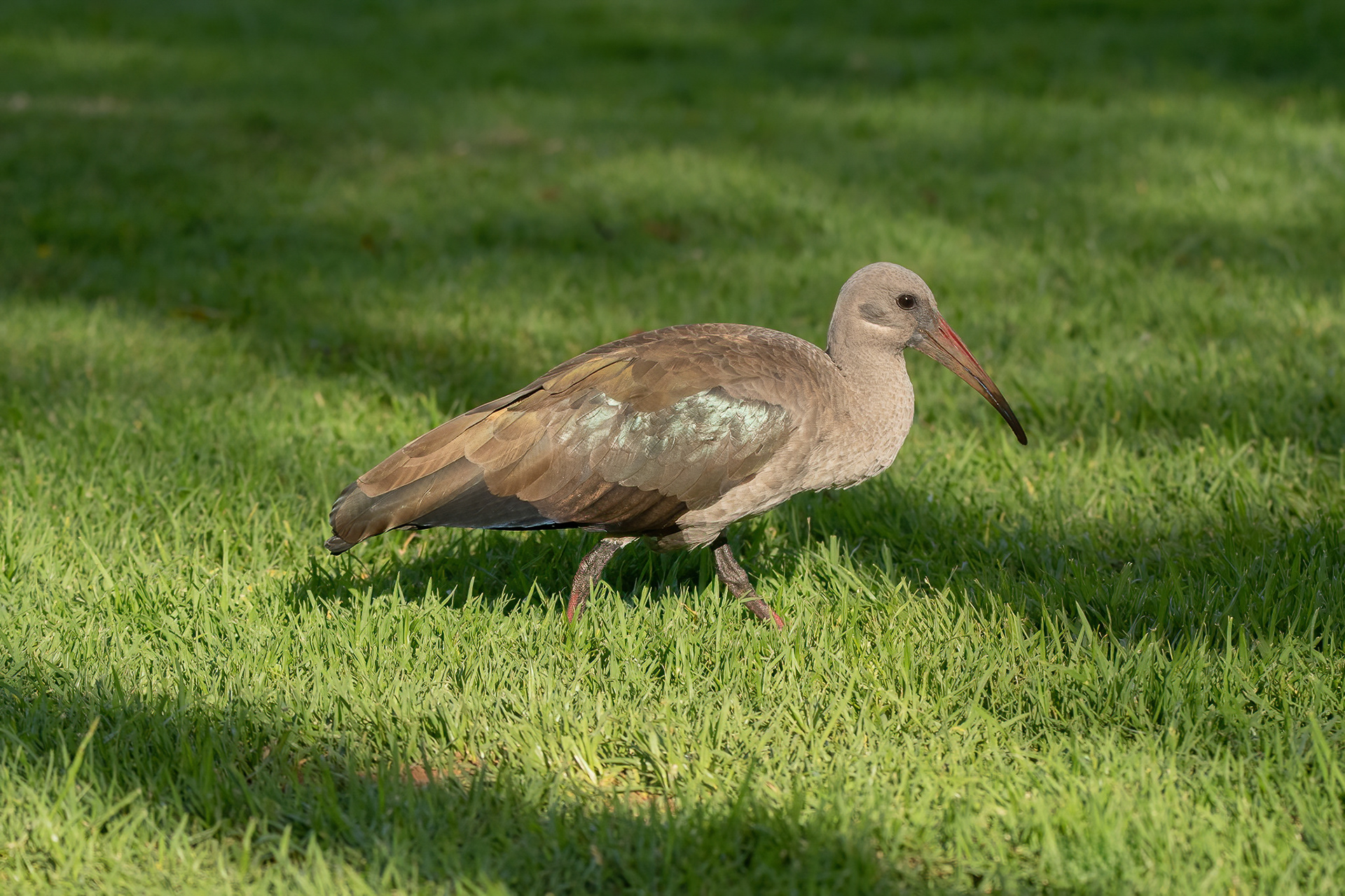 Hadada Ibis - Kirstenbosch